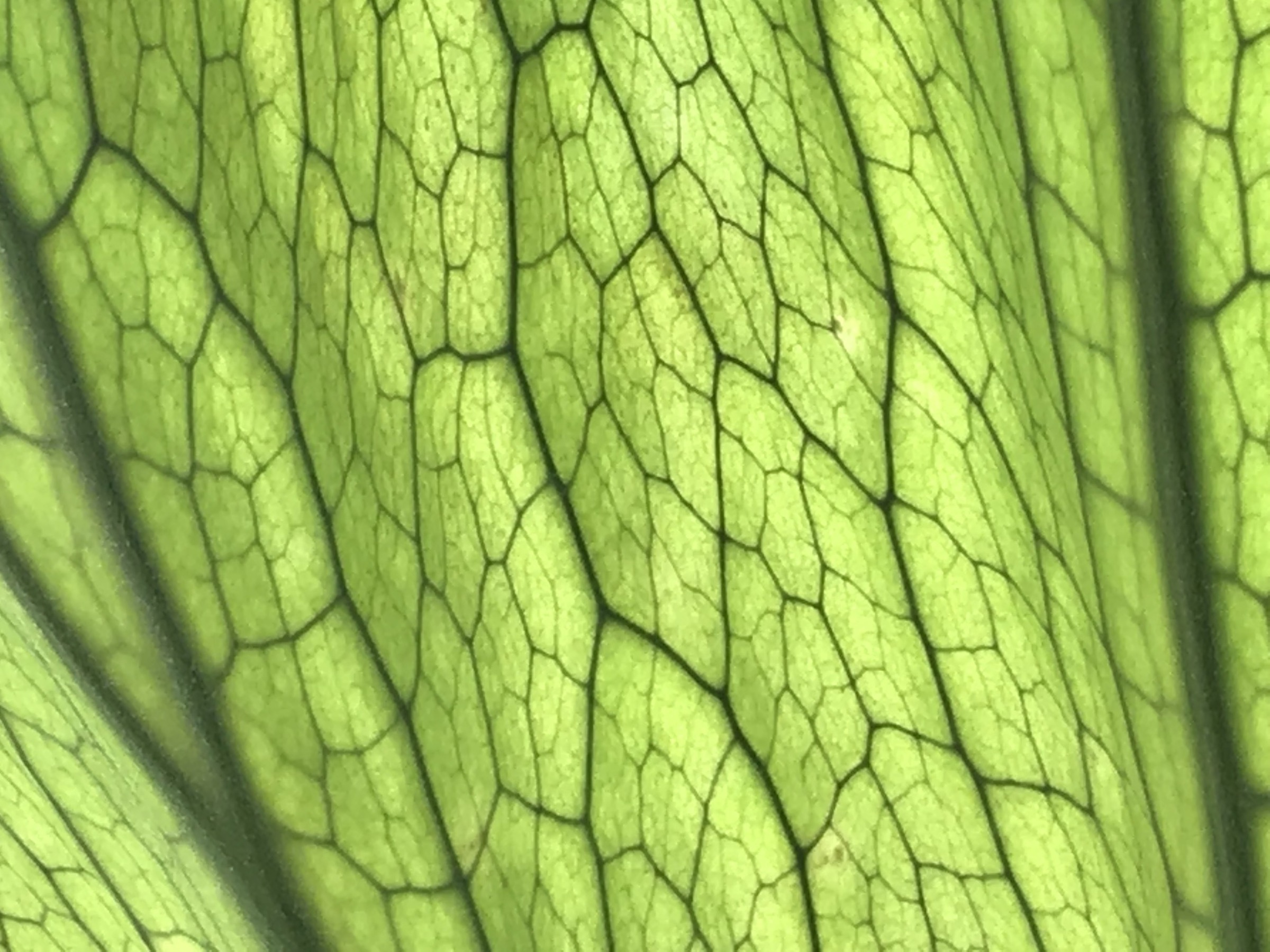 Lone Worshiper by Sarah Deckro — image 1 of 5