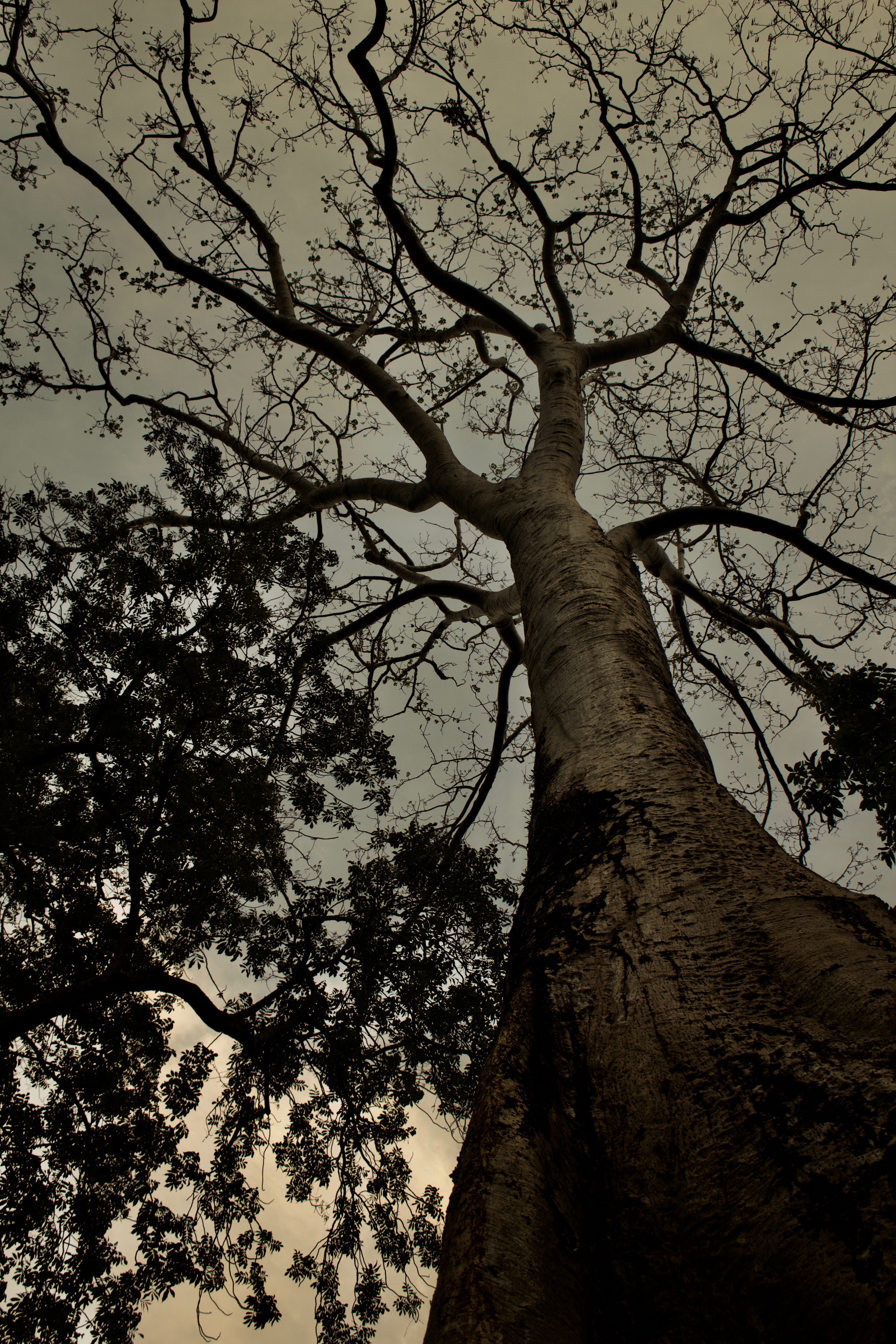 Angkor by Saira Chowdhry — image 1 of 5