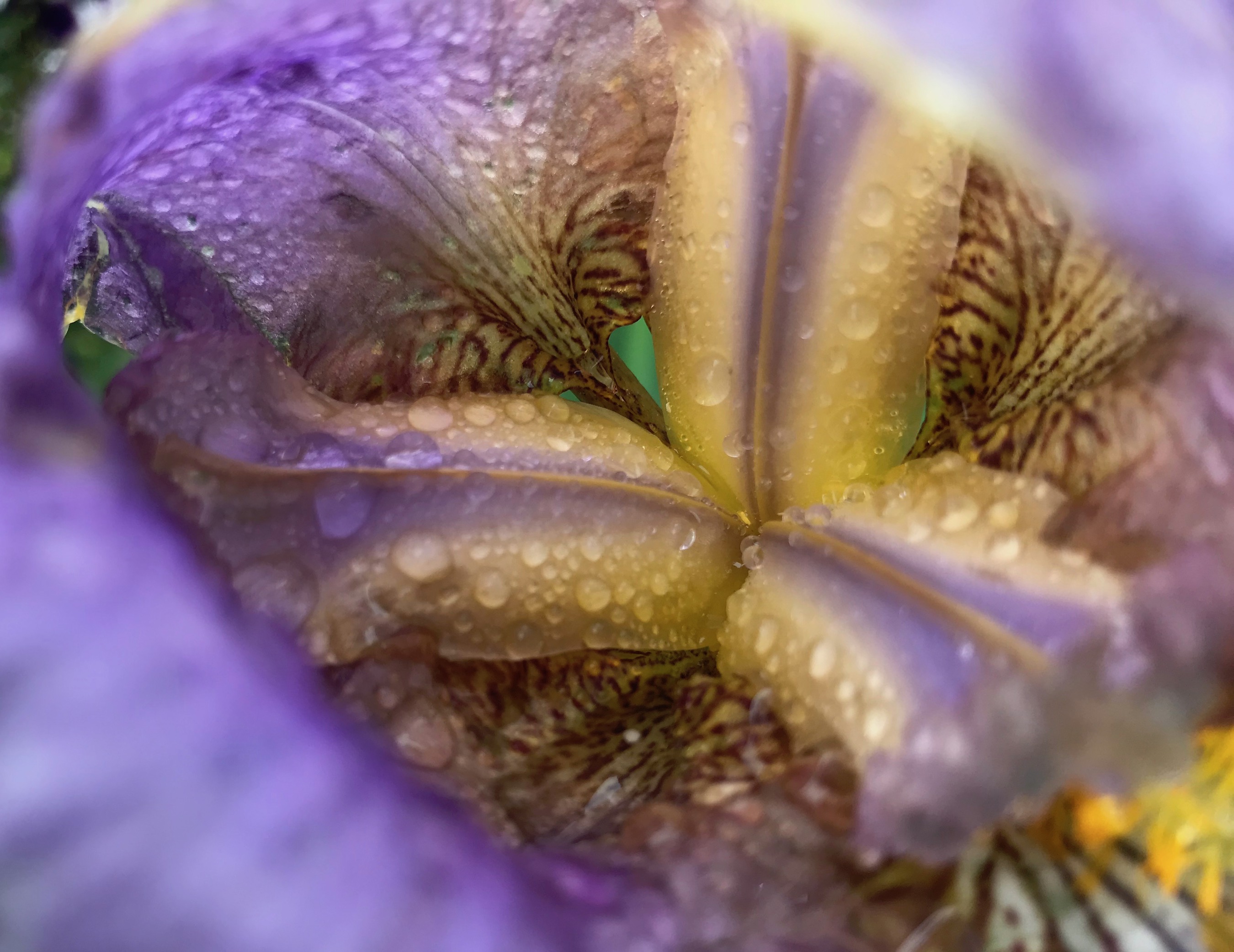 Lone Worshiper by Sarah Deckro — image 2 of 5