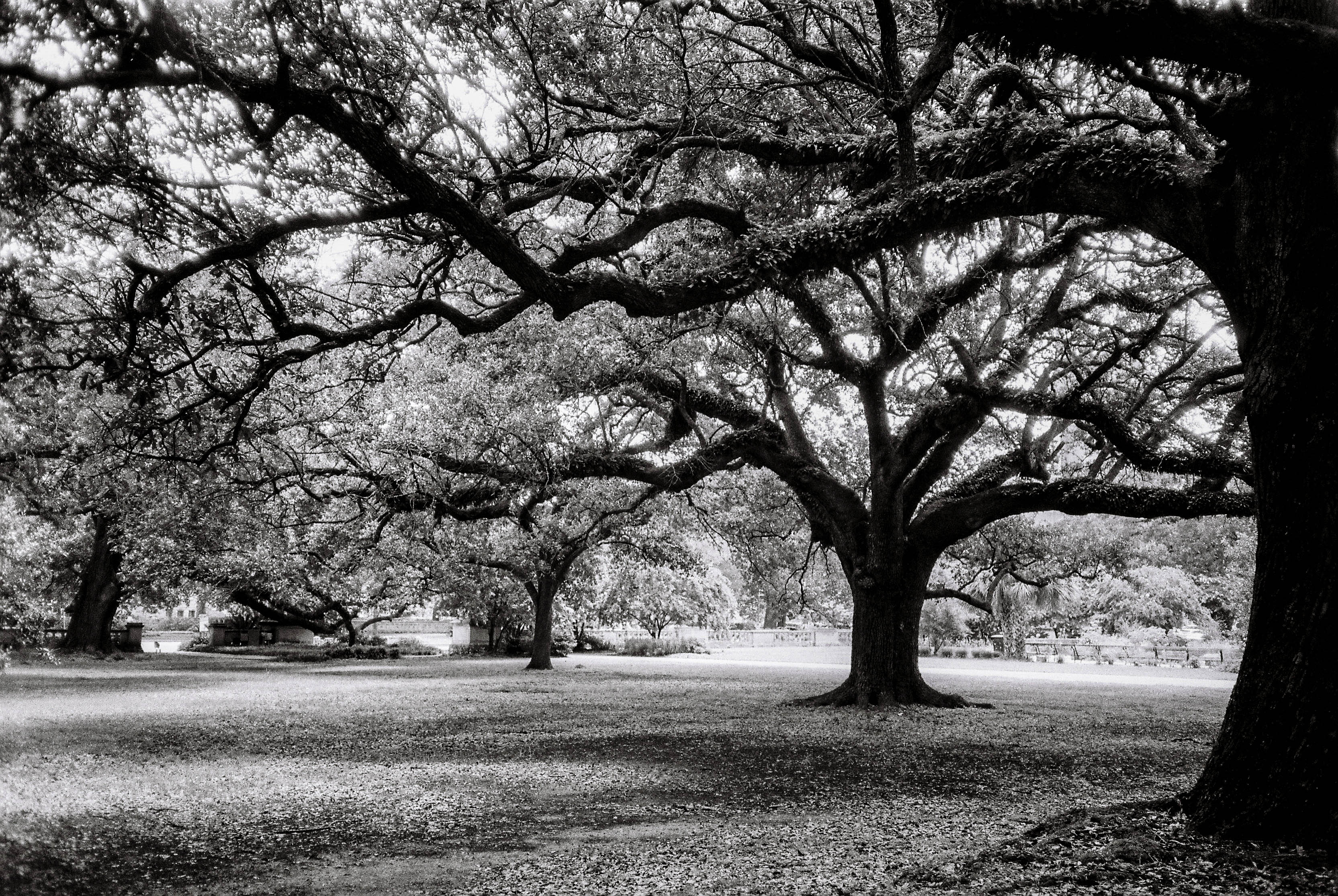 the trees won't let me forget by Audrey Arnold — image 1 of 5