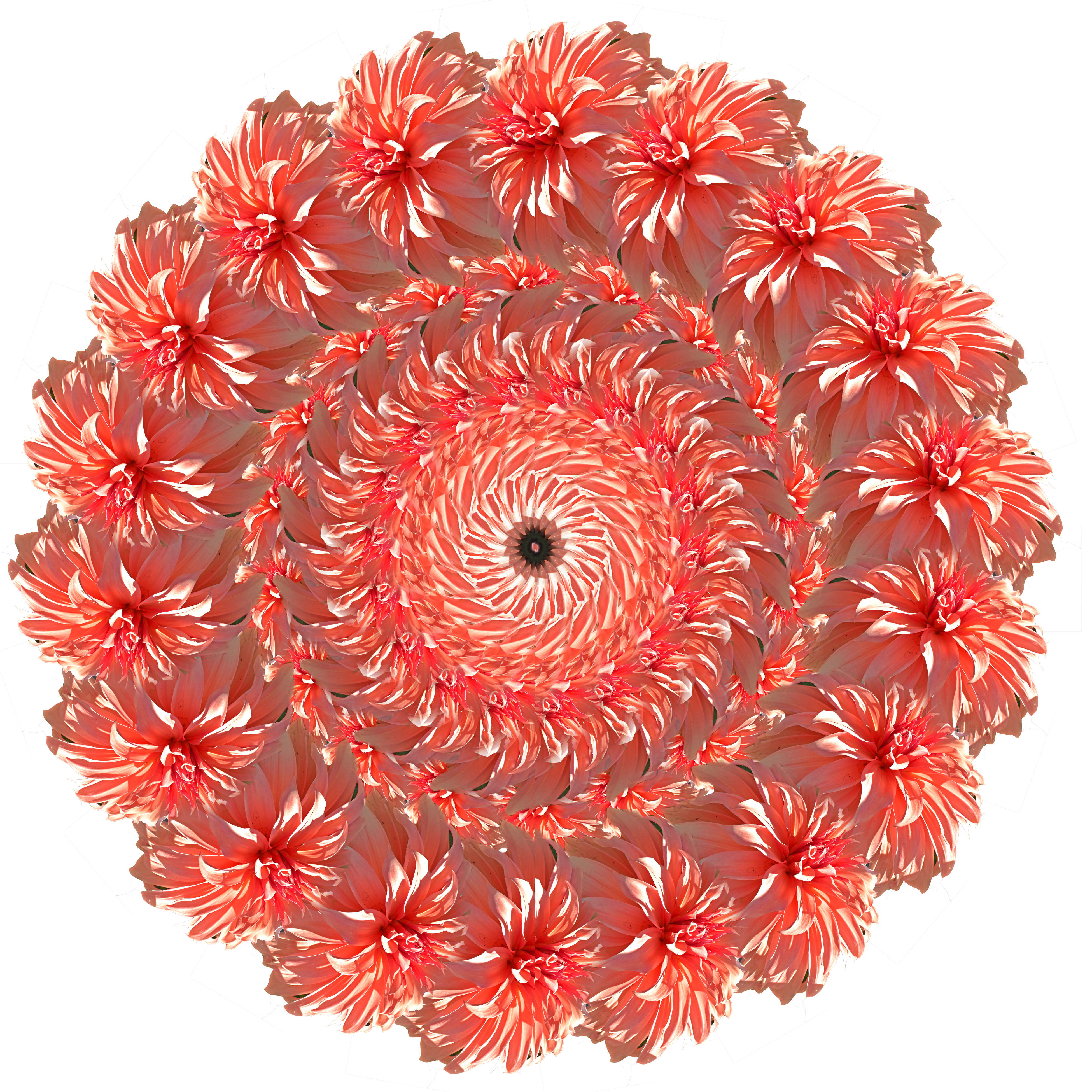 Flower Circles by Harold Olejarz — image 1 of 6