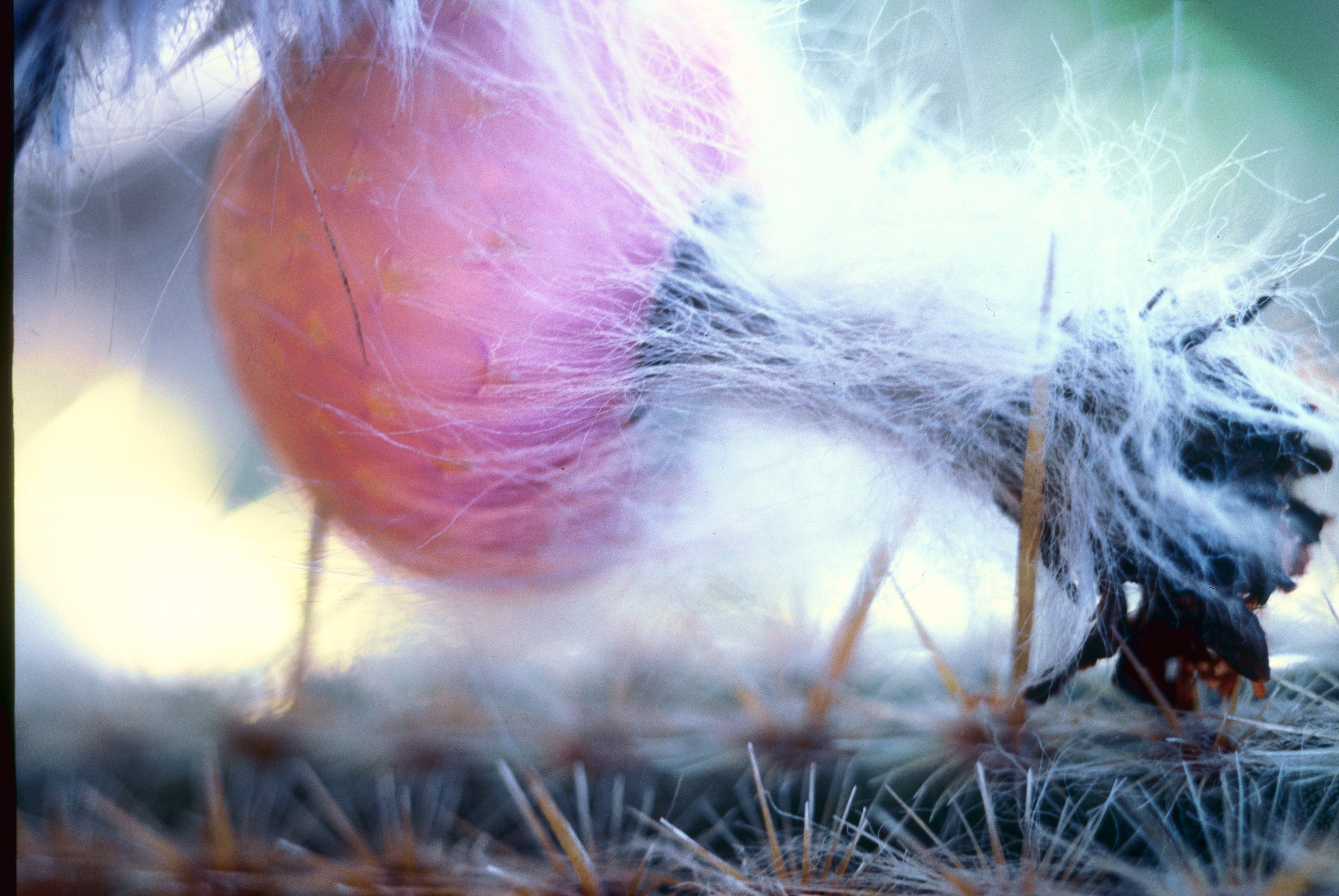 Blossom by Nam — image 1 of 4