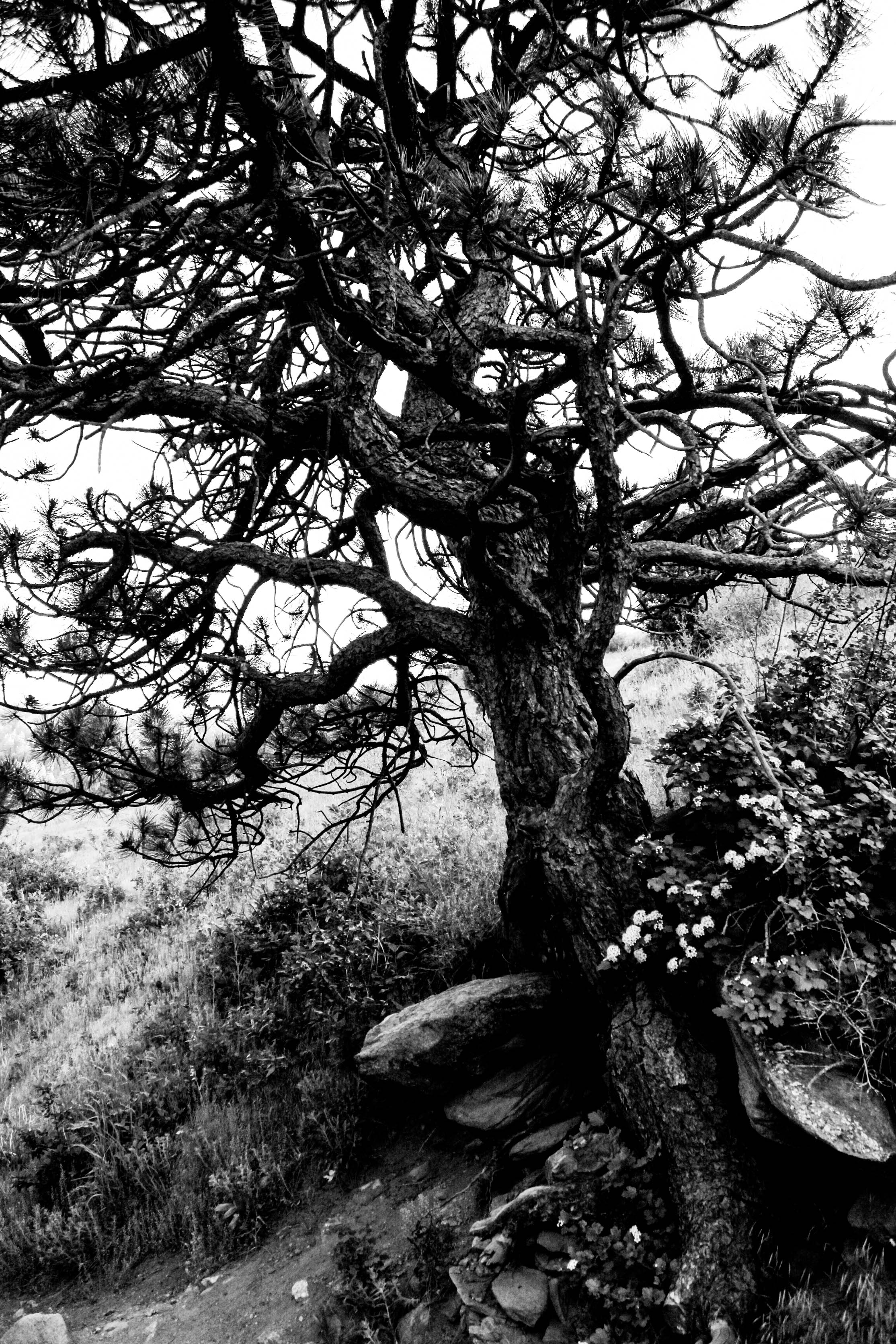 Static Trees by Cameron Alexander — image 1 of 4