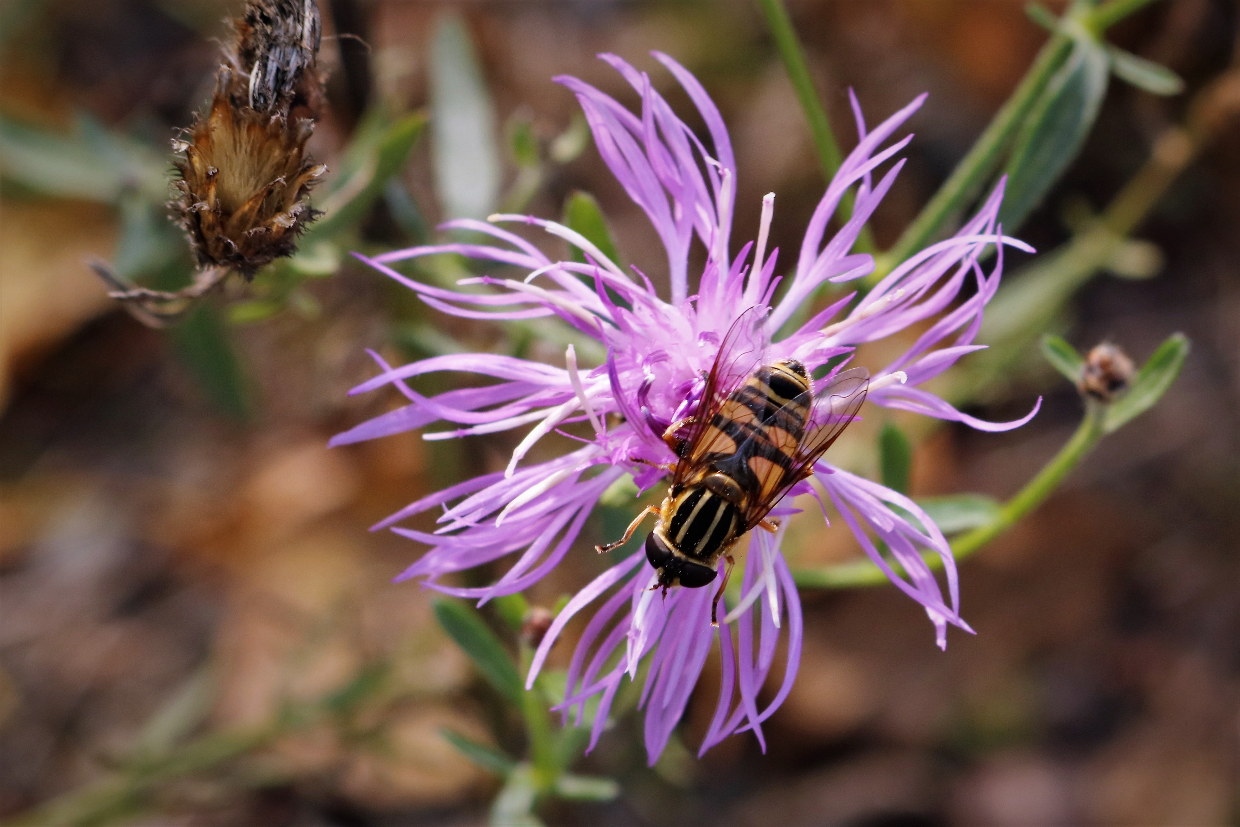 Soon we must sleep by Kirk Eckstine — image 2 of 5