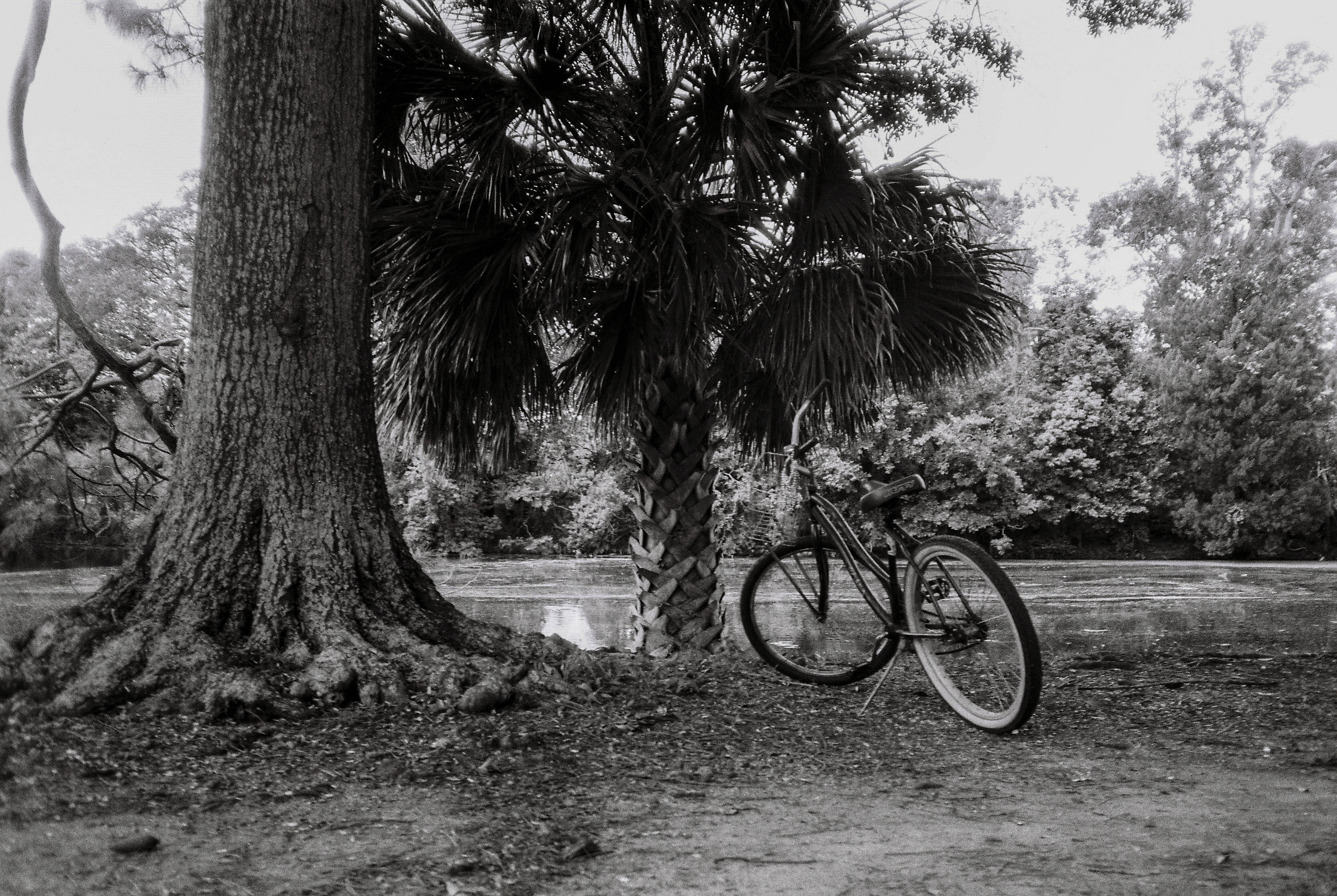 the trees won't let me forget by Audrey Arnold — image 2 of 5