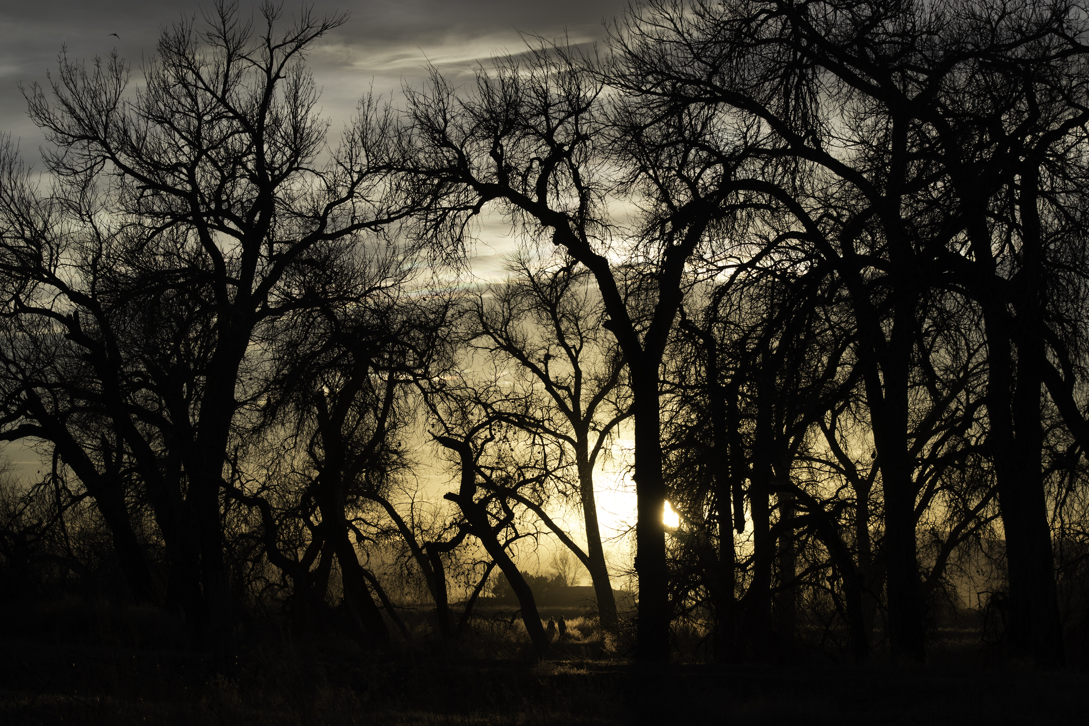 Winter Light by Jennie MacDonald's — image 1 of 5