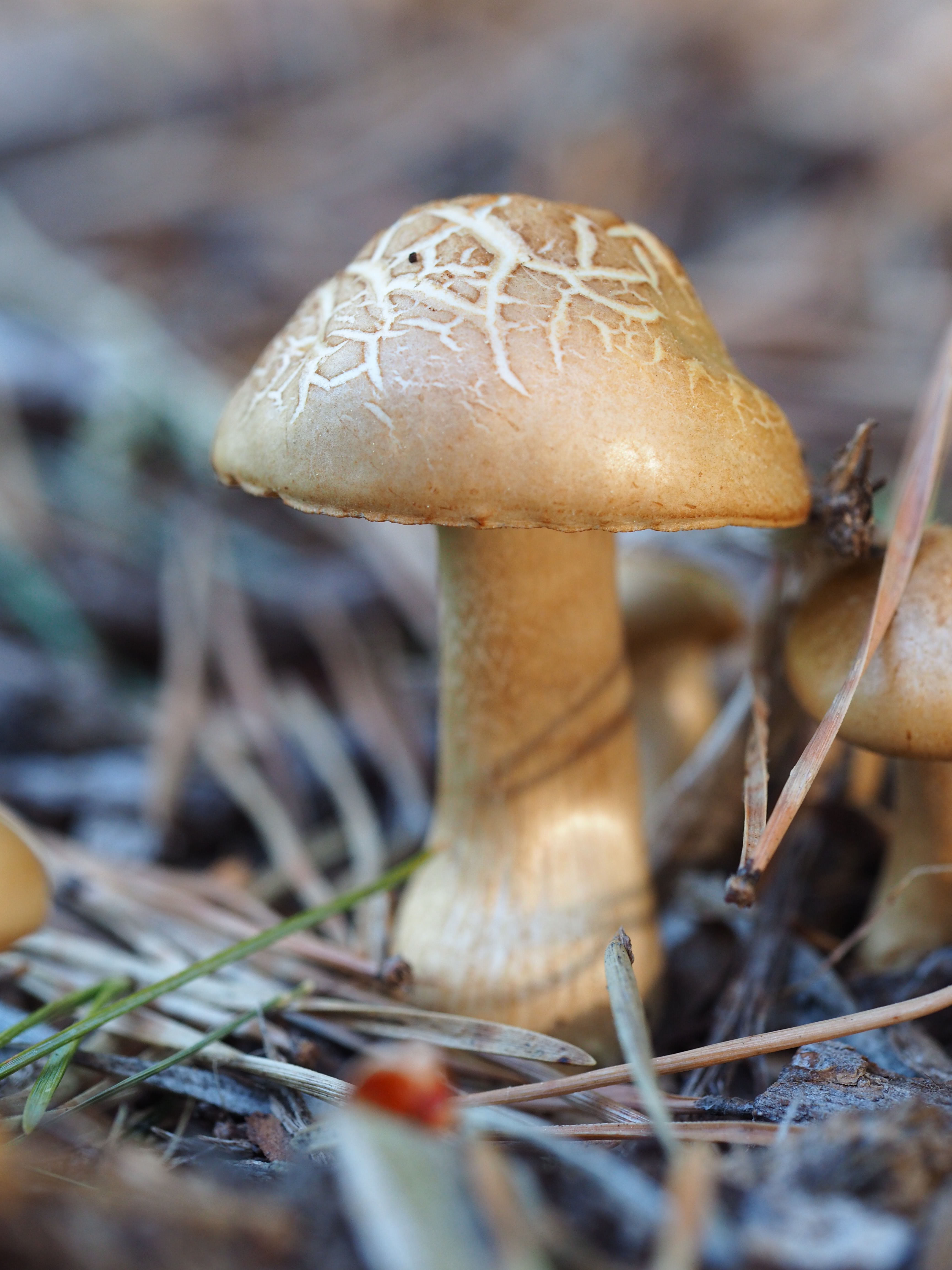 Mayflies Mating in June by Martha Nance — image 1 of 5