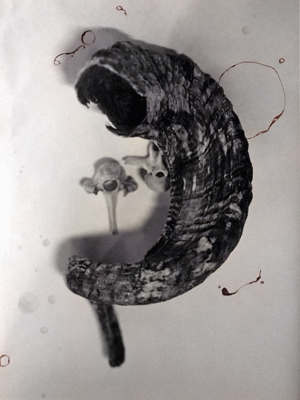 Haruspicy by Tara Cronin — image 3 of 5