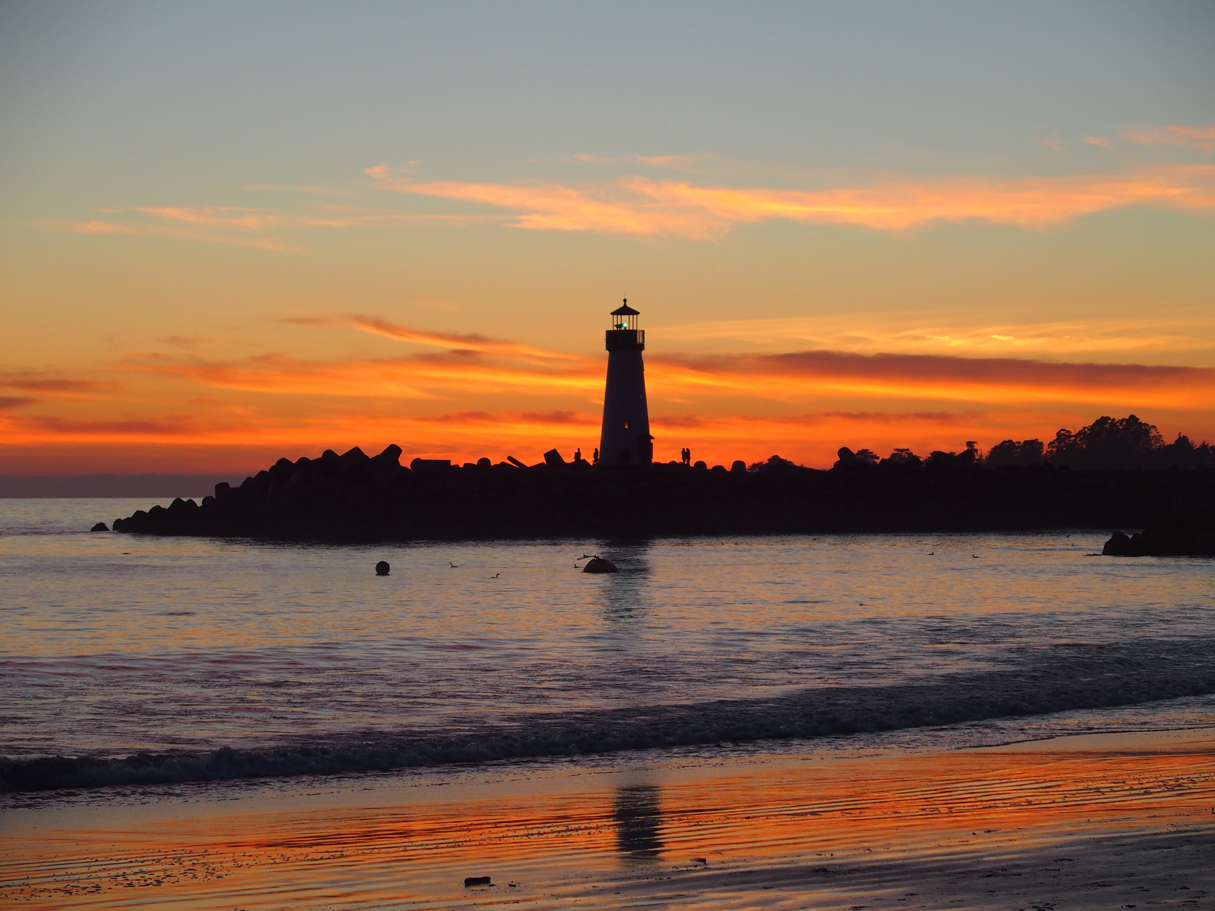 Dandelion Seeds by Sophia Falco — image 2 of 5