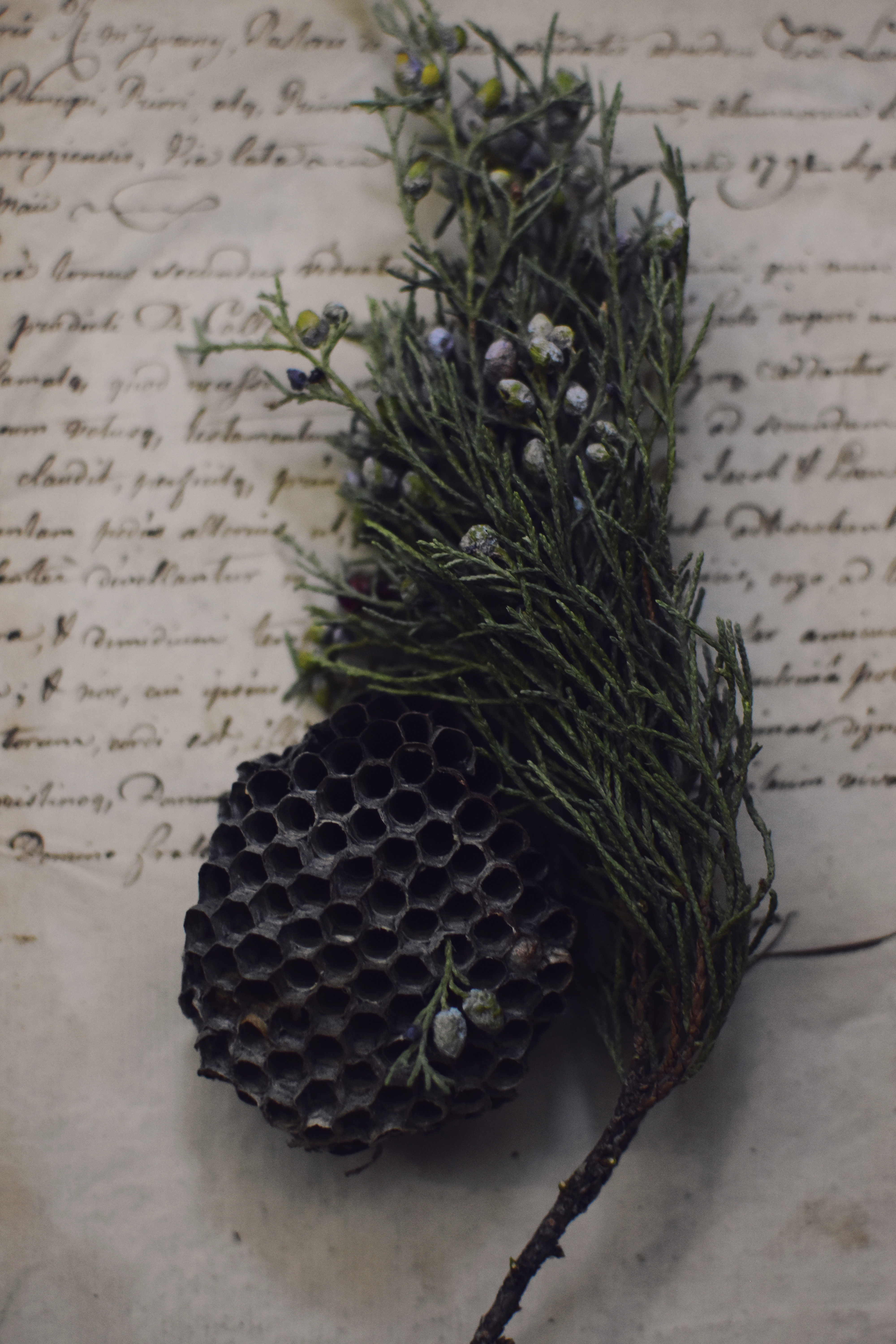 Operiment and more by Anna Martin — image 1 of 6