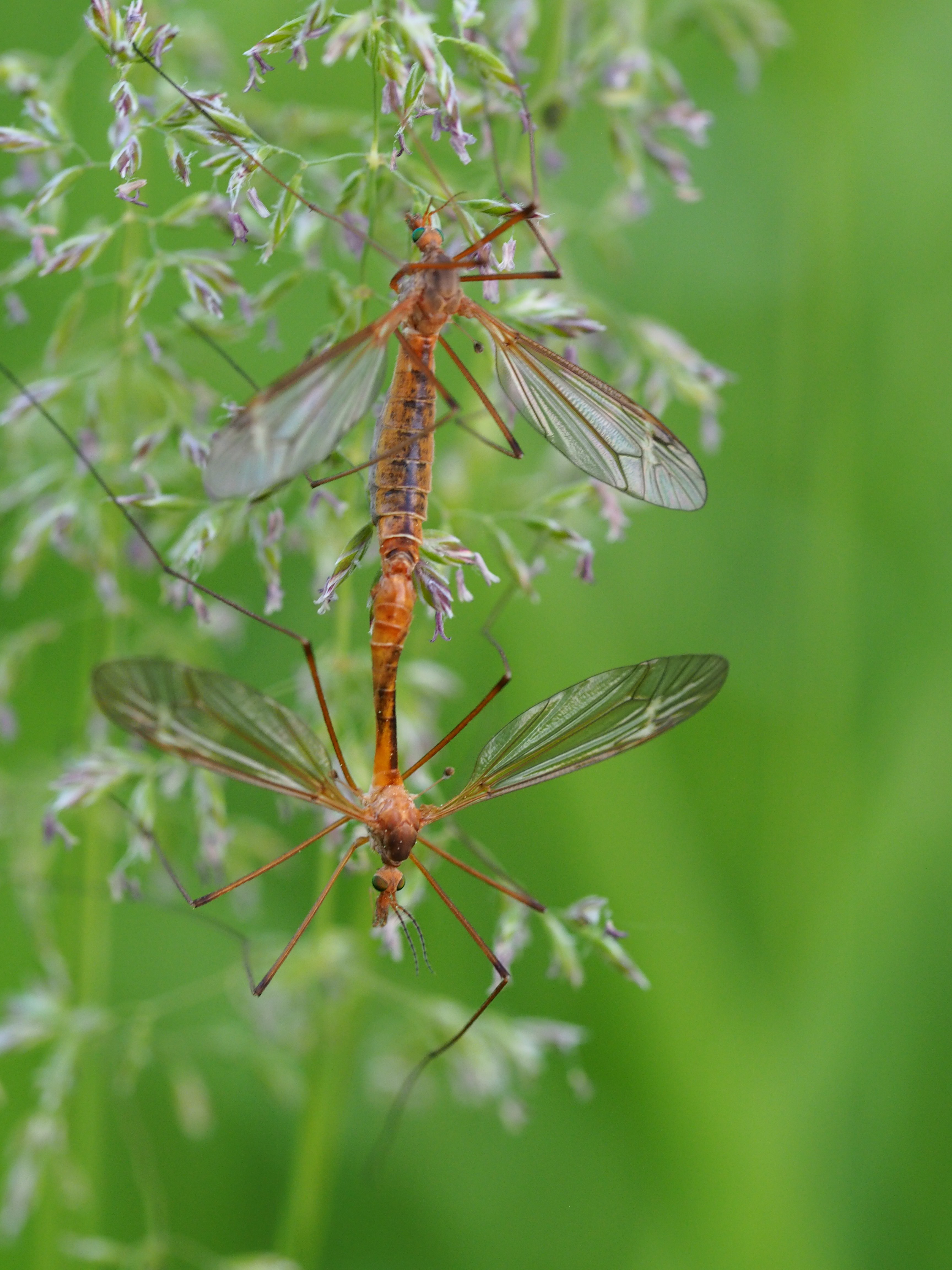 Mayflies Mating in June by Martha Nance — image 2 of 5