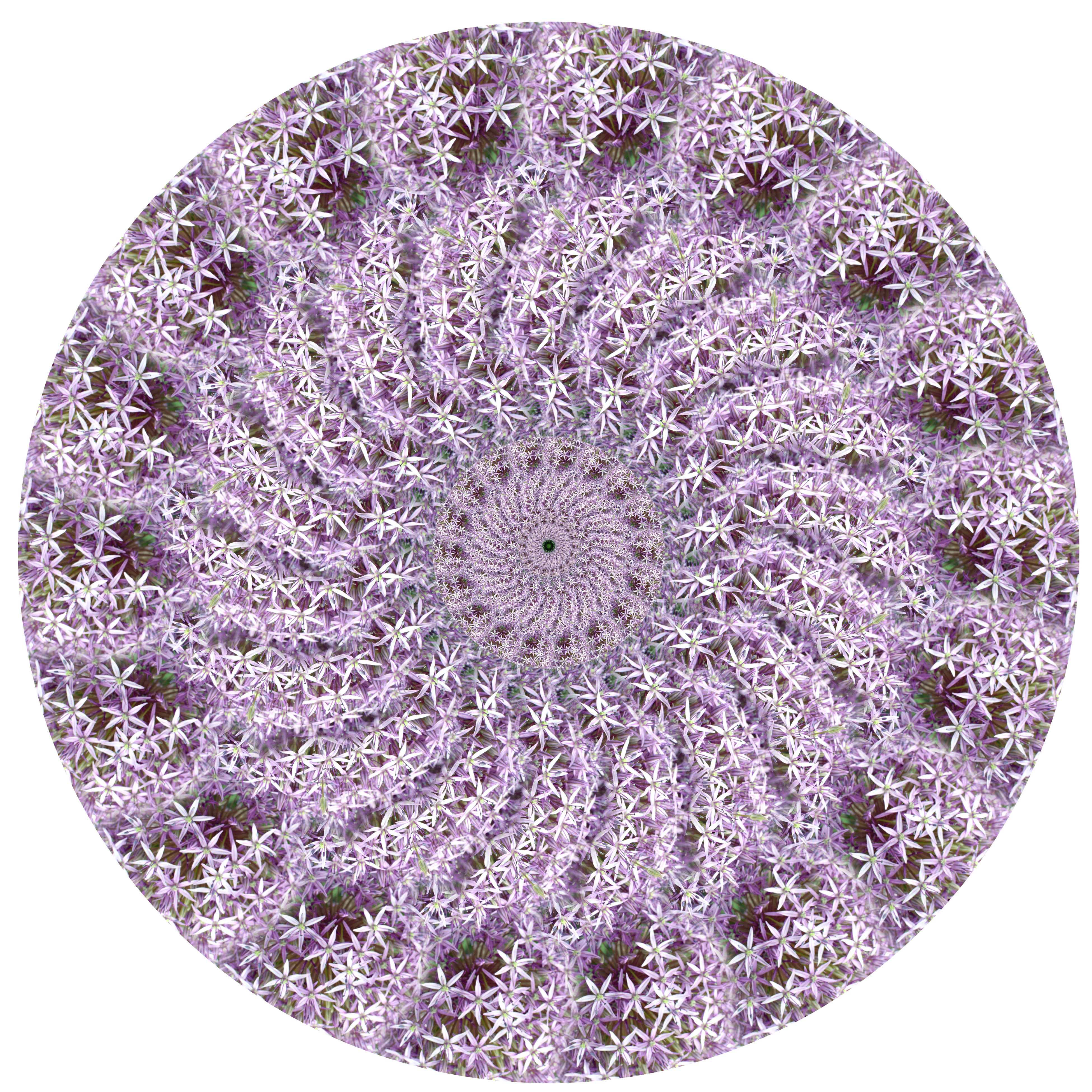 Flower Circles by Harold Olejarz — image 3 of 6