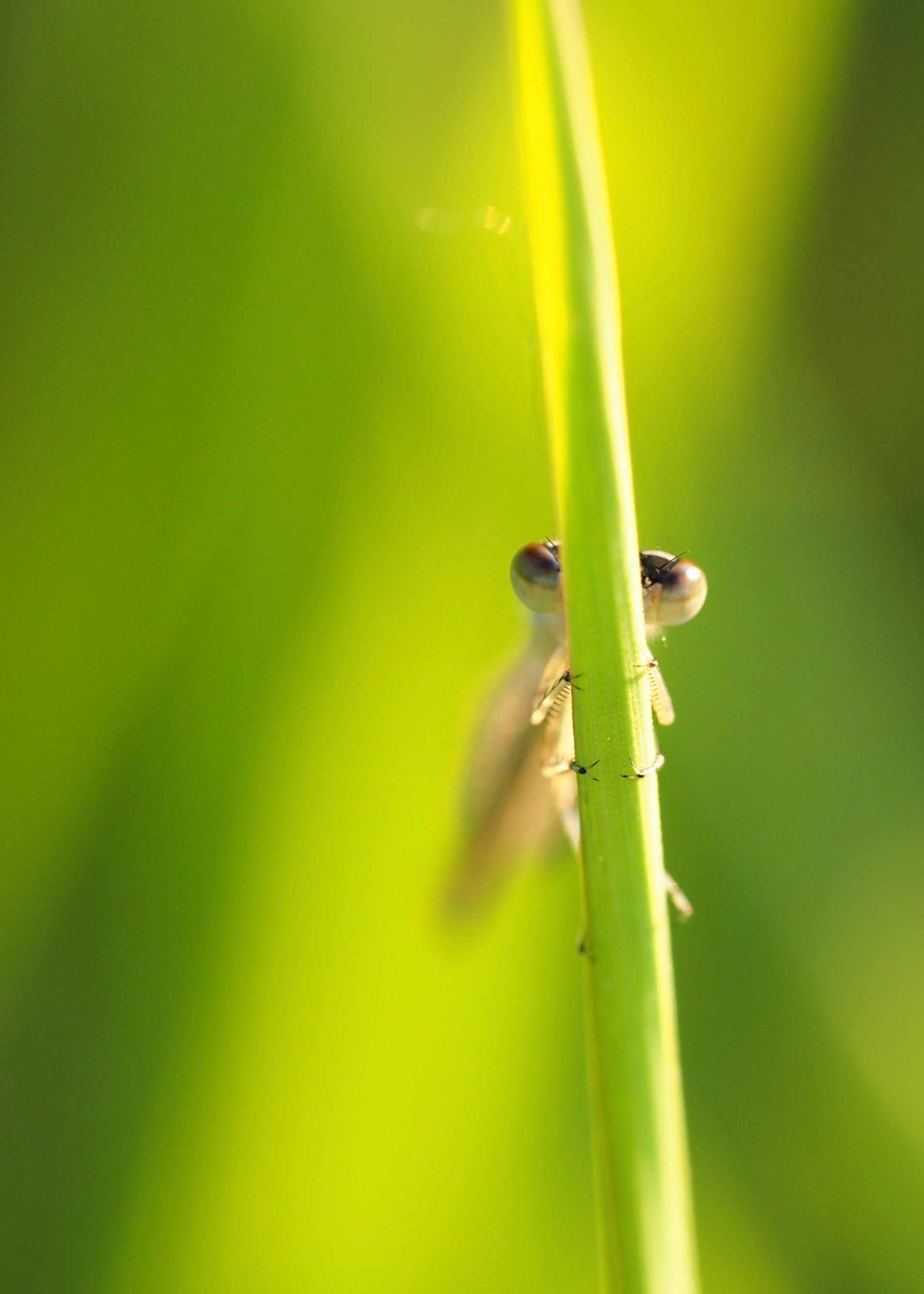 Mayflies Mating in June by Martha Nance — image 3 of 5