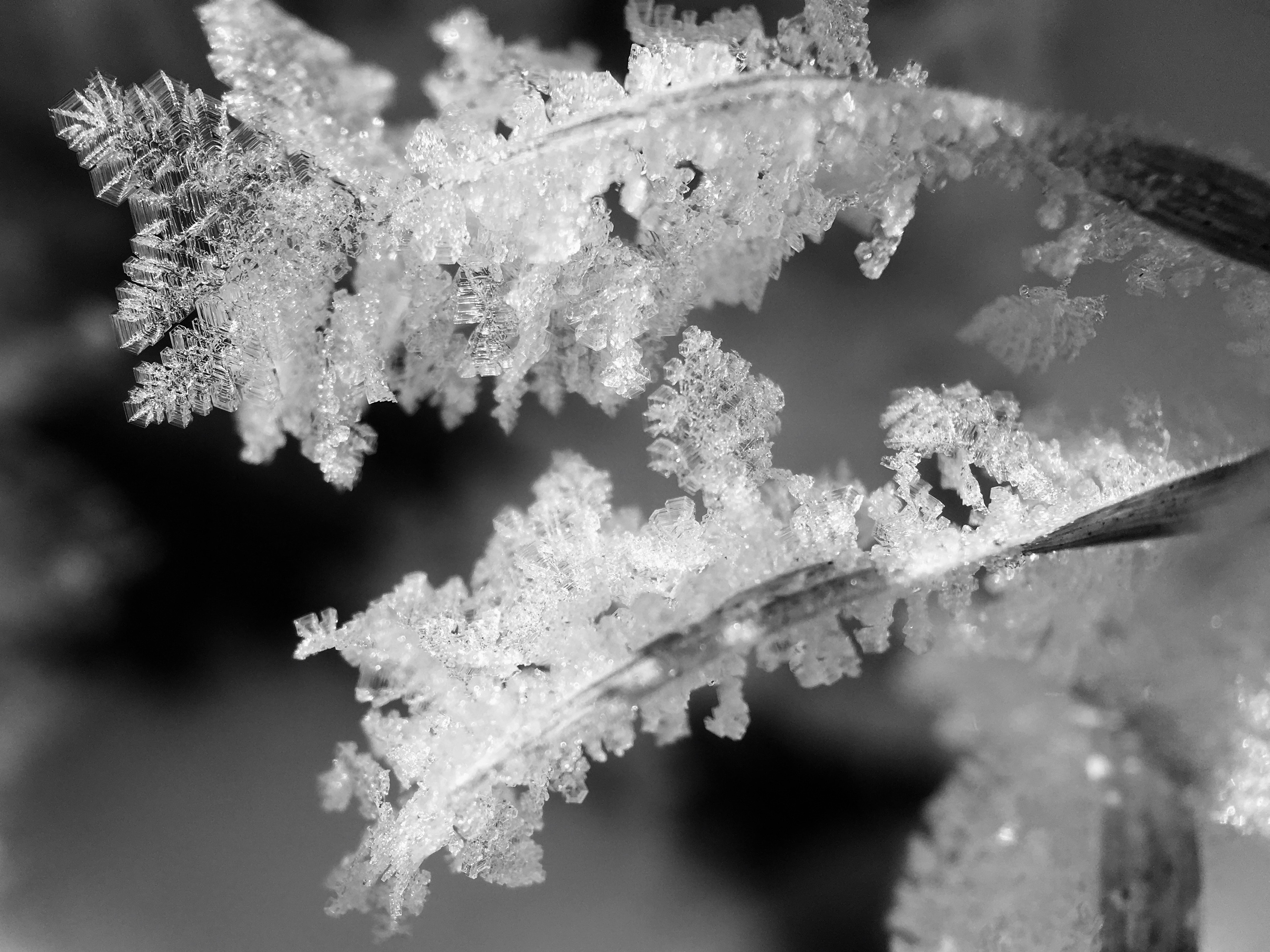 Winter Ideas by Martha Nance — image 3 of 5