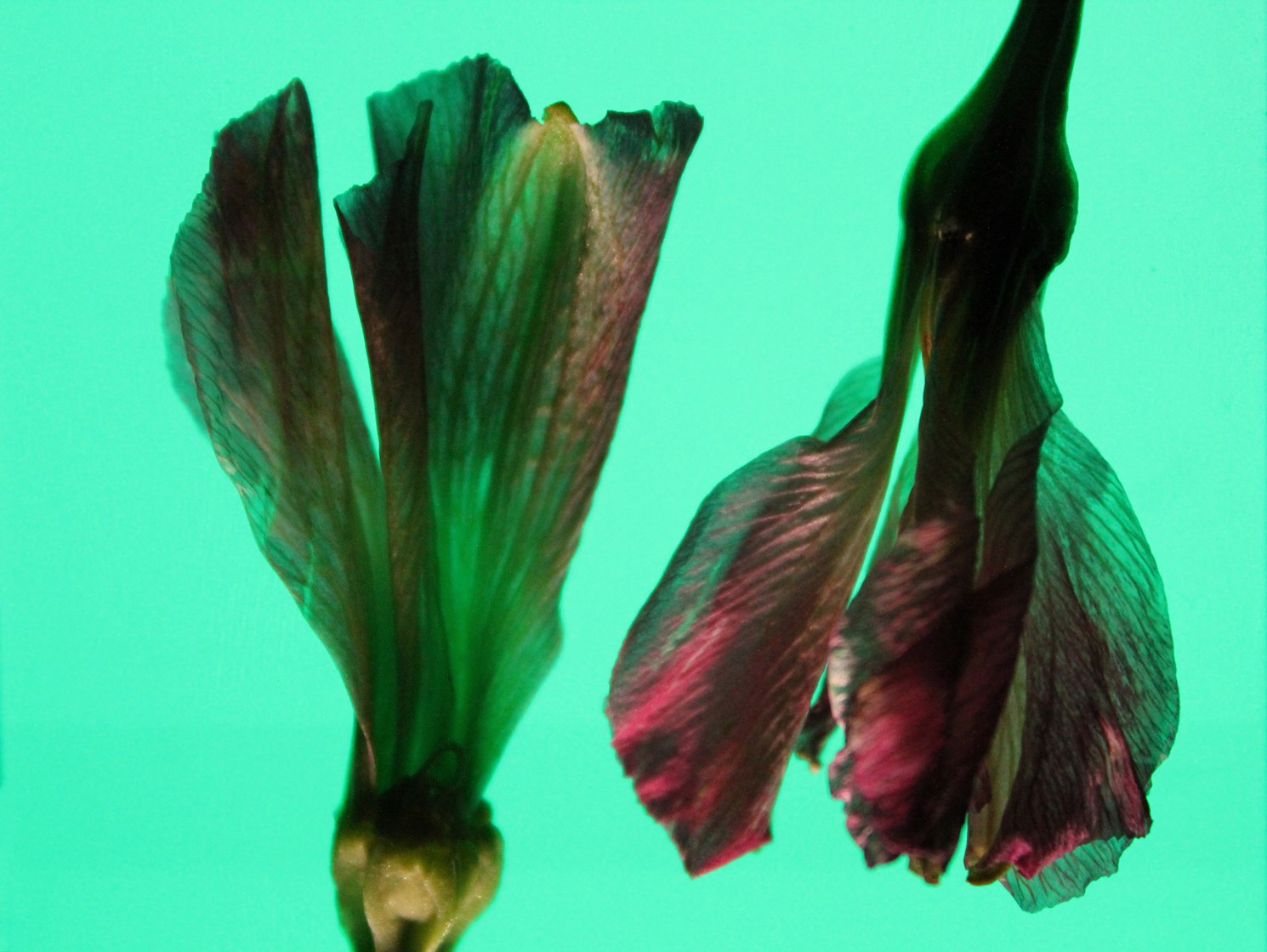 Garden Variety by Jury S. Judge — image 1 of 5