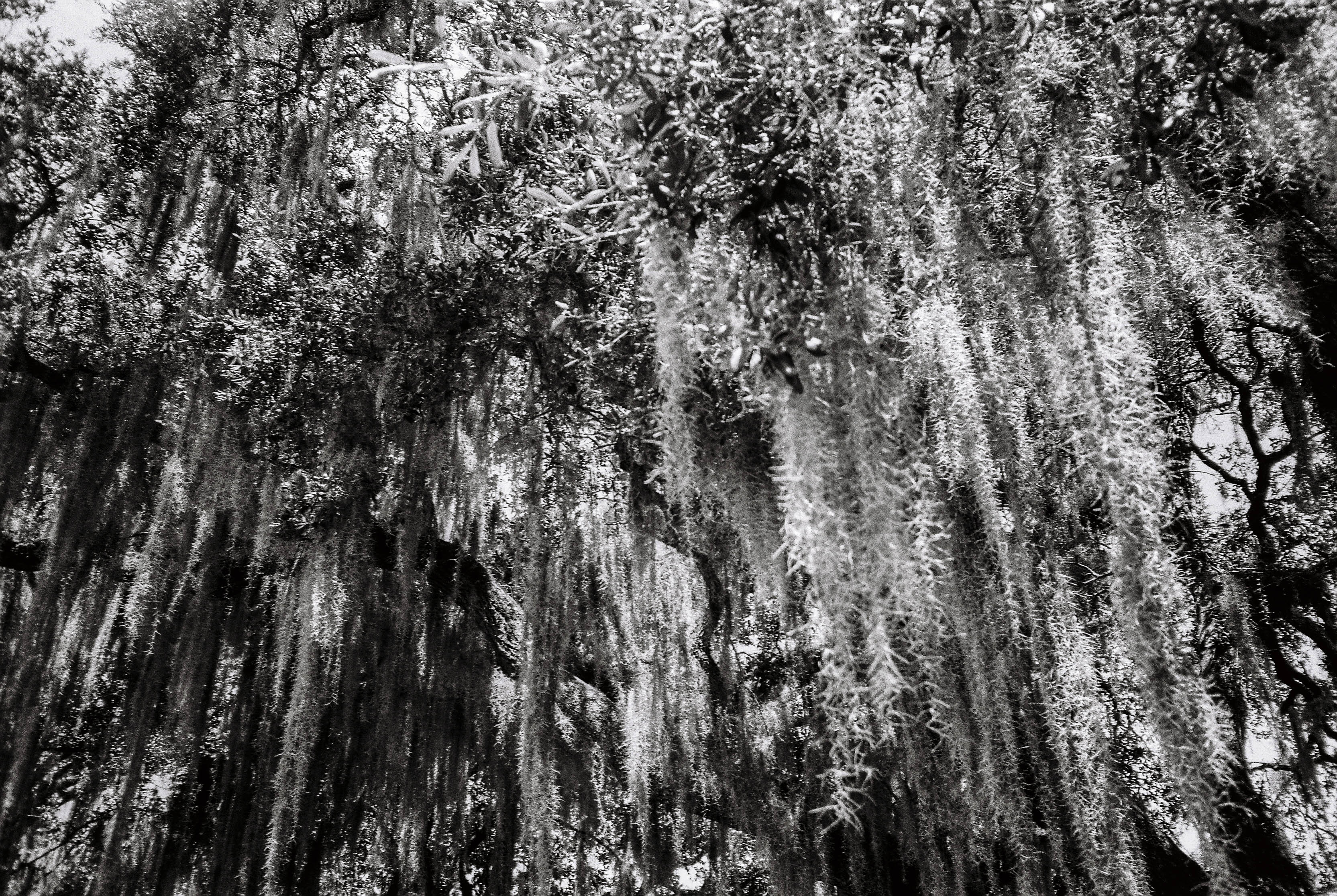 the trees won't let me forget by Audrey Arnold — image 3 of 5