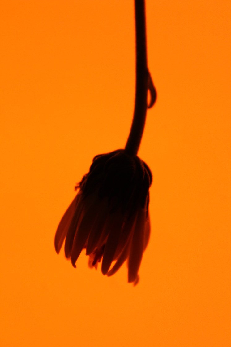 Garden Variety by Jury S. Judge — image 2 of 5