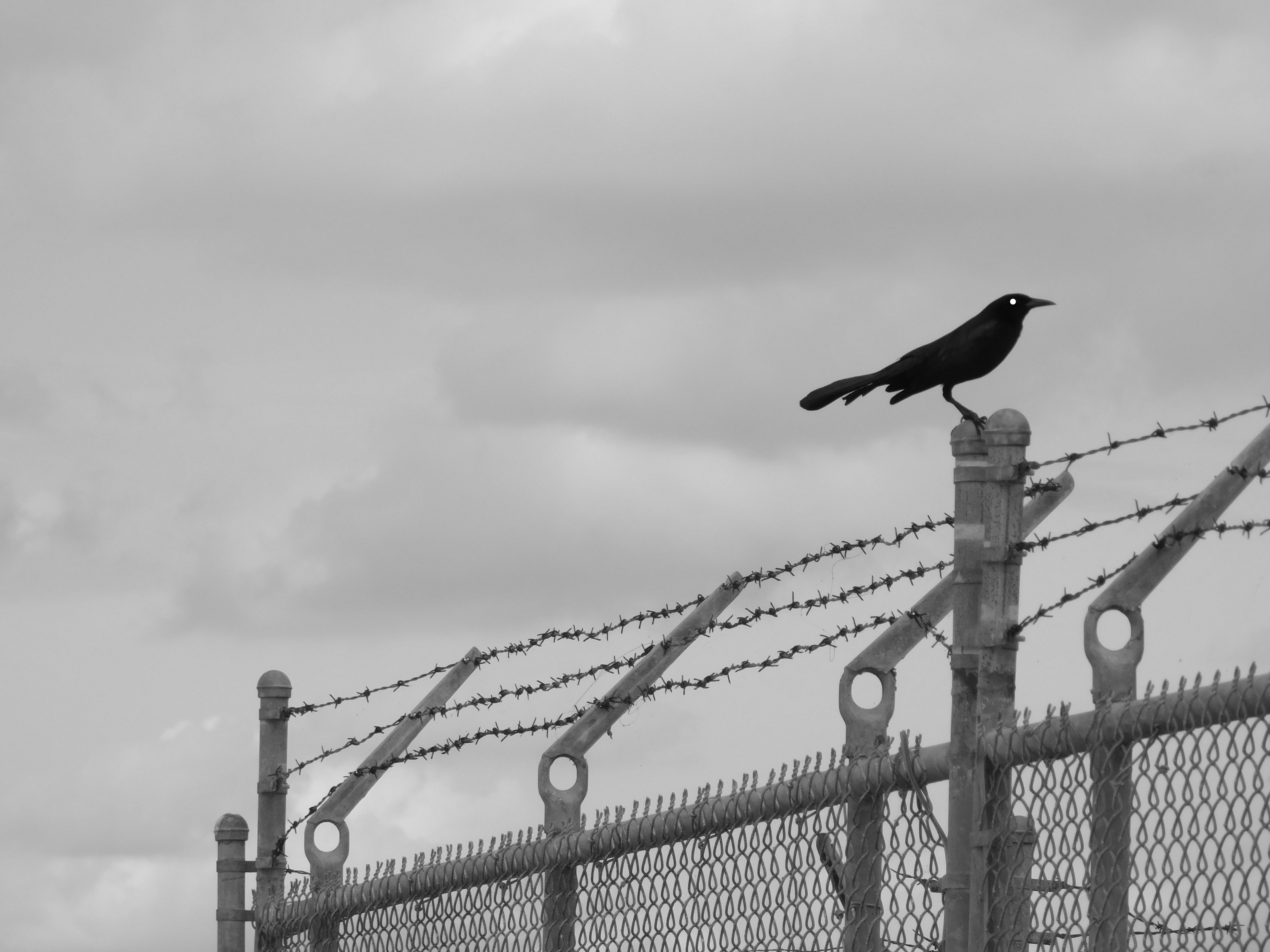 The Birds by Jonathan Brooks — image 1 of 5