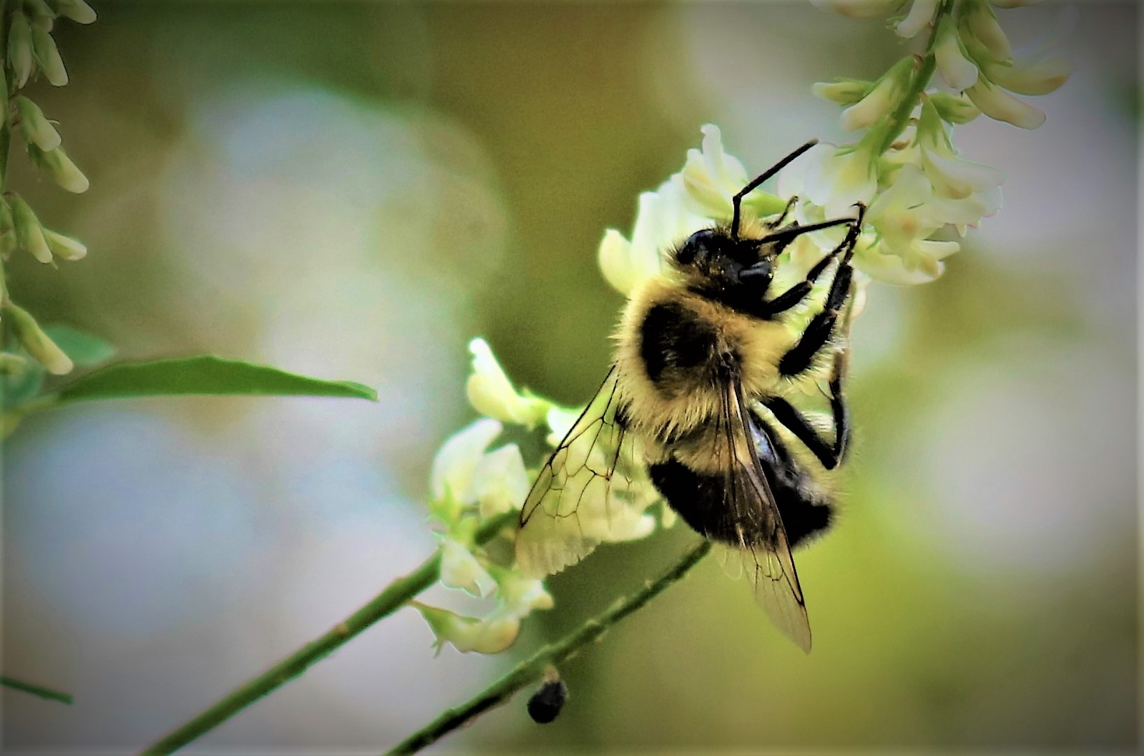 Soon we must sleep by Kirk Eckstine — image 4 of 5