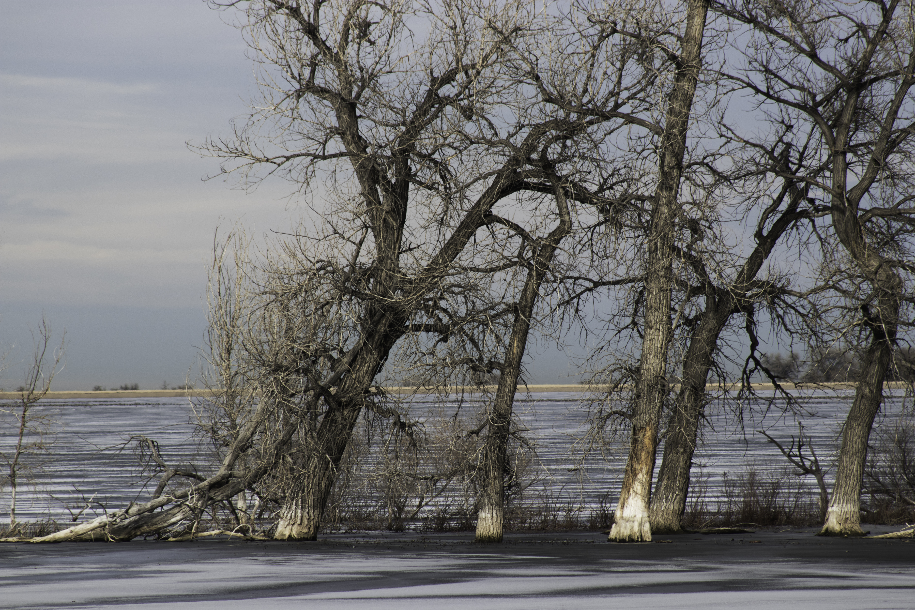 Winter Light by Jennie MacDonald's — image 2 of 5