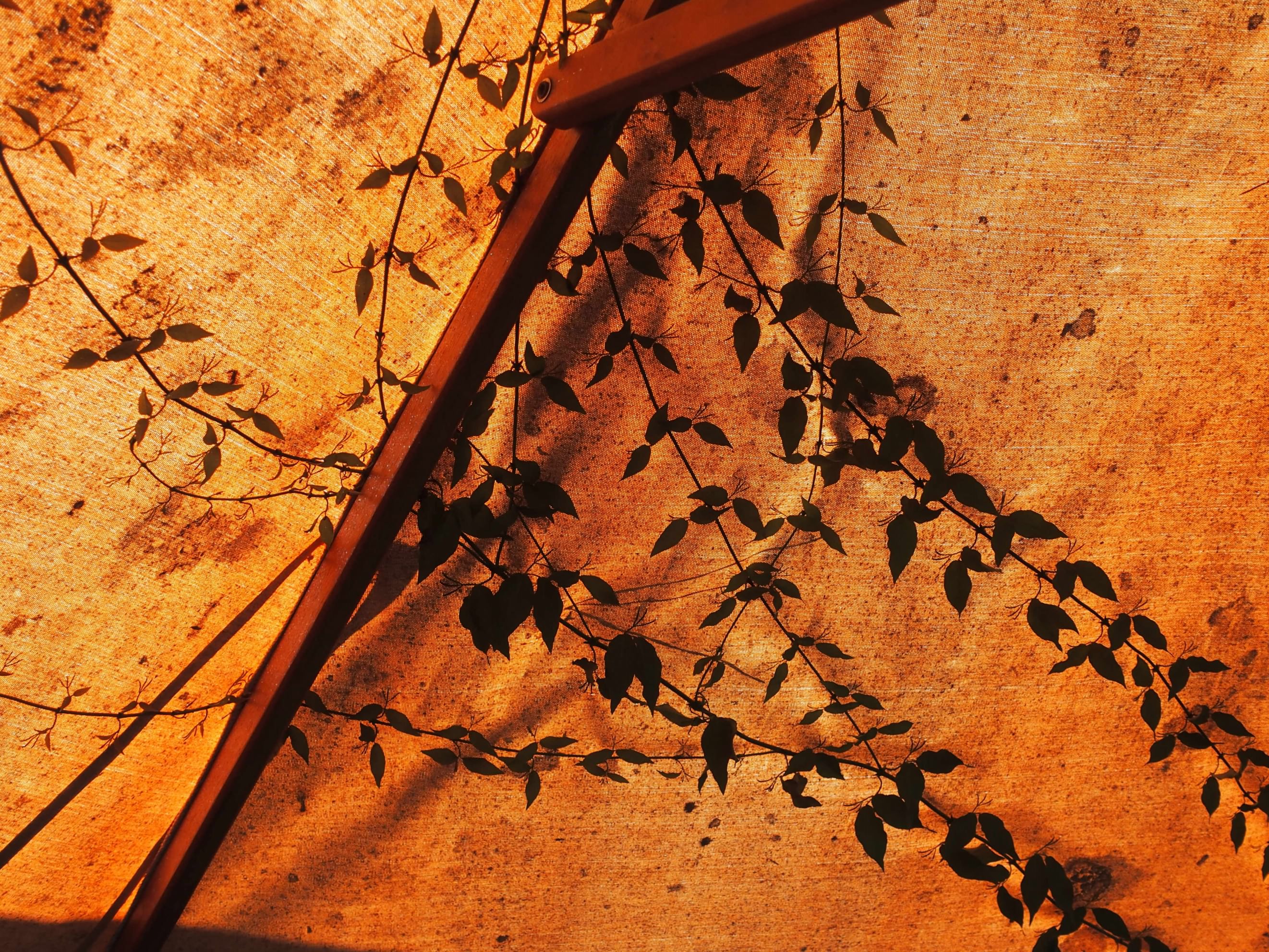 Dandelion Seeds by Sophia Falco — image 3 of 5