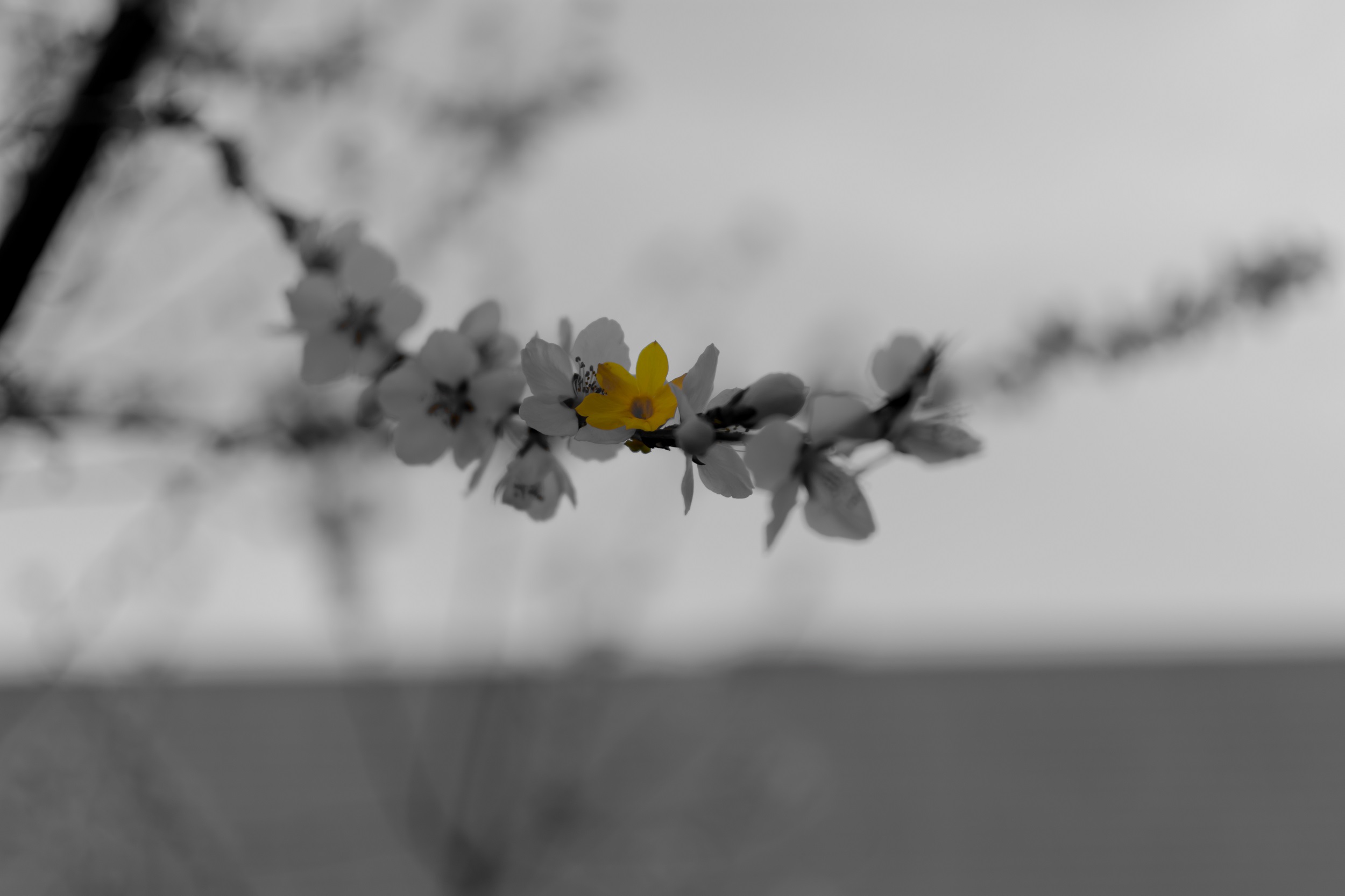 Raza's Photography by Mohsin Raza — image 1 of 3