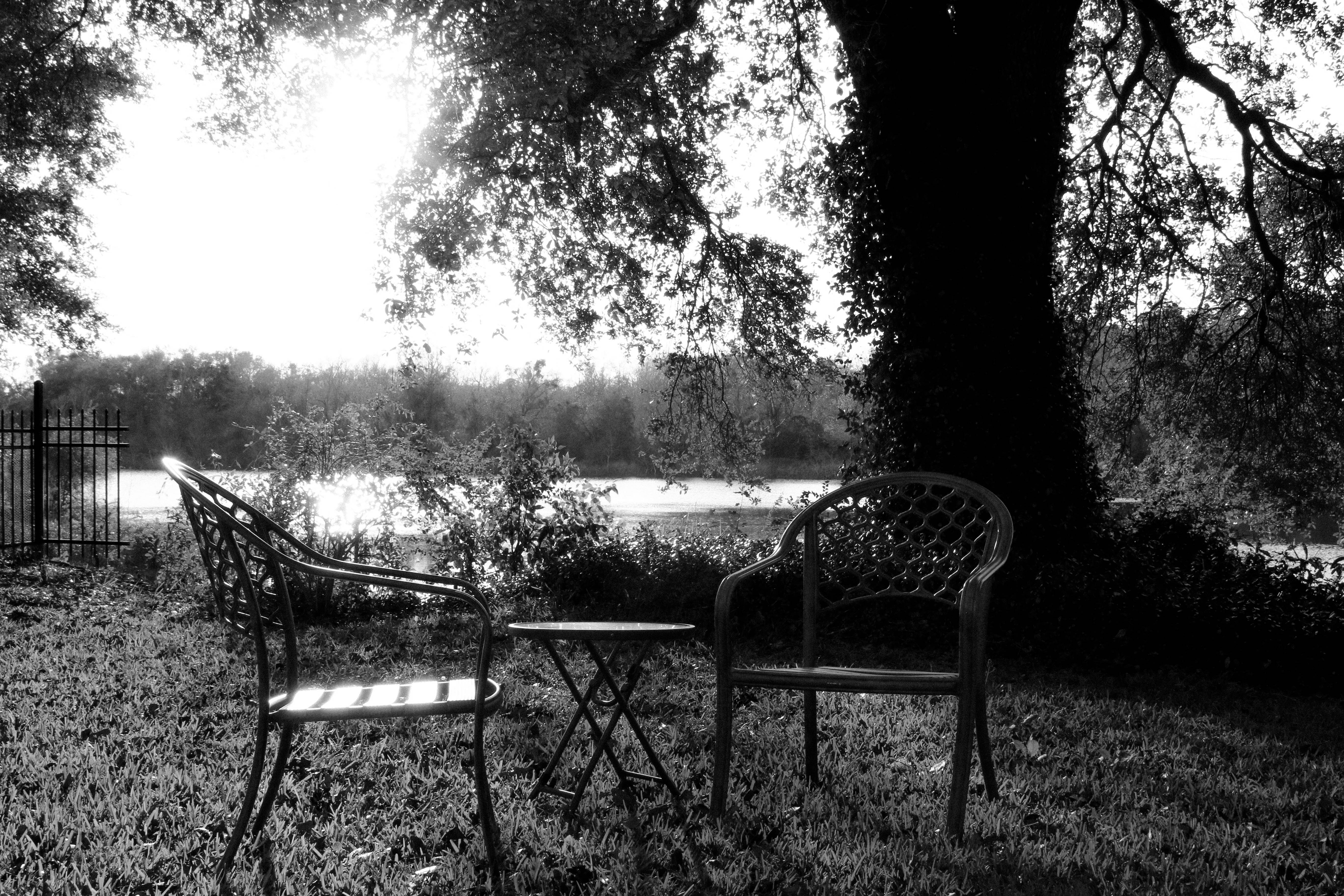 the trees won't let me forget by Audrey Arnold — image 4 of 5