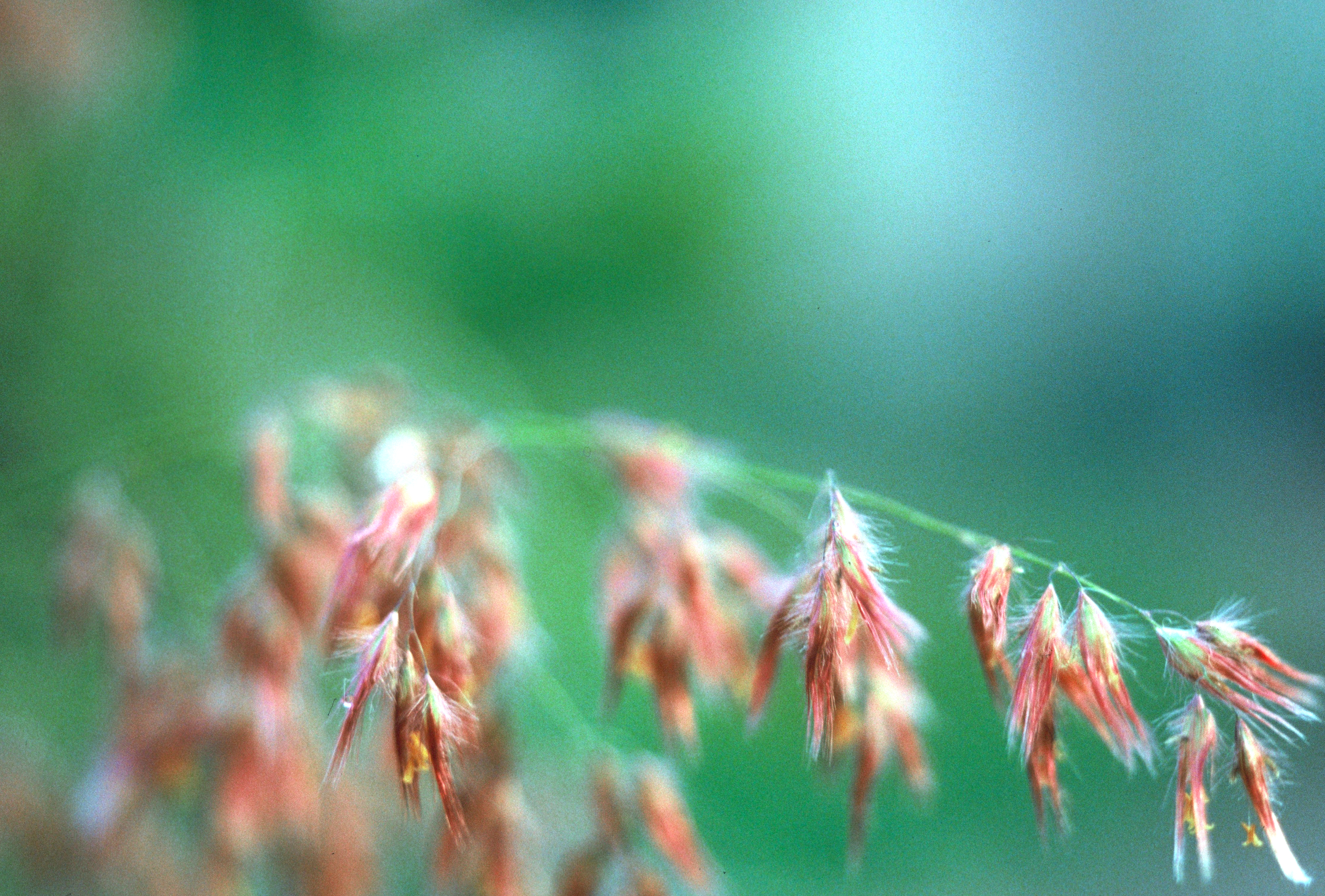 Blossom by Nam — image 2 of 4