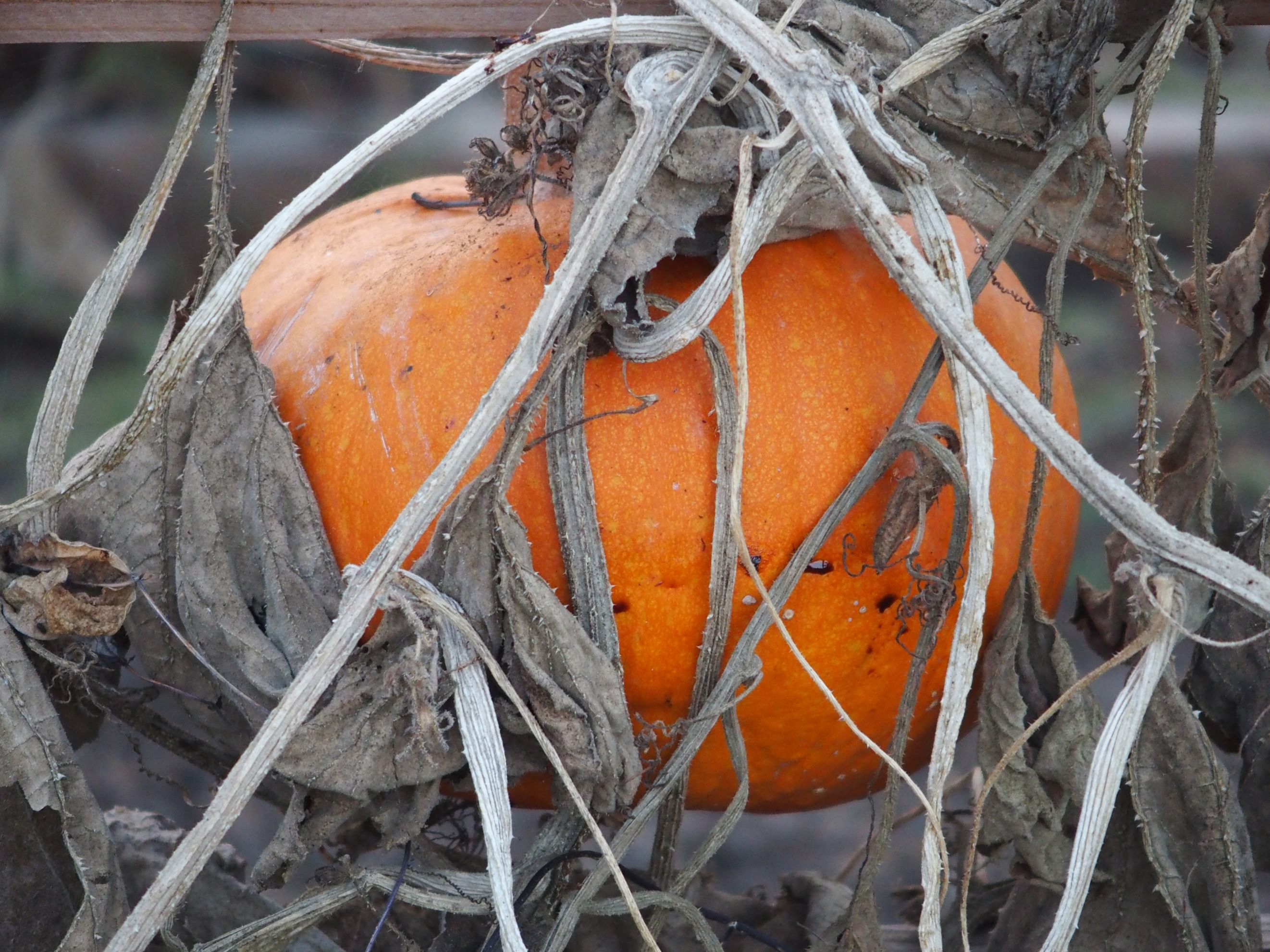 Dandelion Seeds by Sophia Falco — image 4 of 5