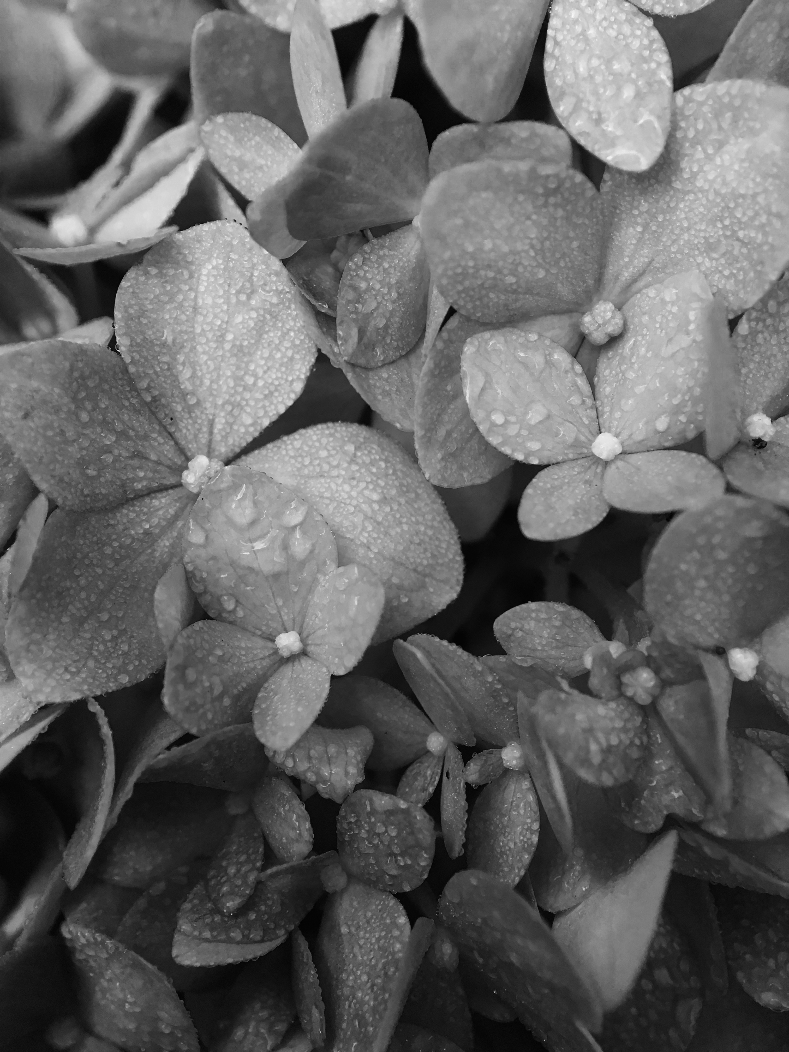 Black and White by Martha Nance — image 2 of 4