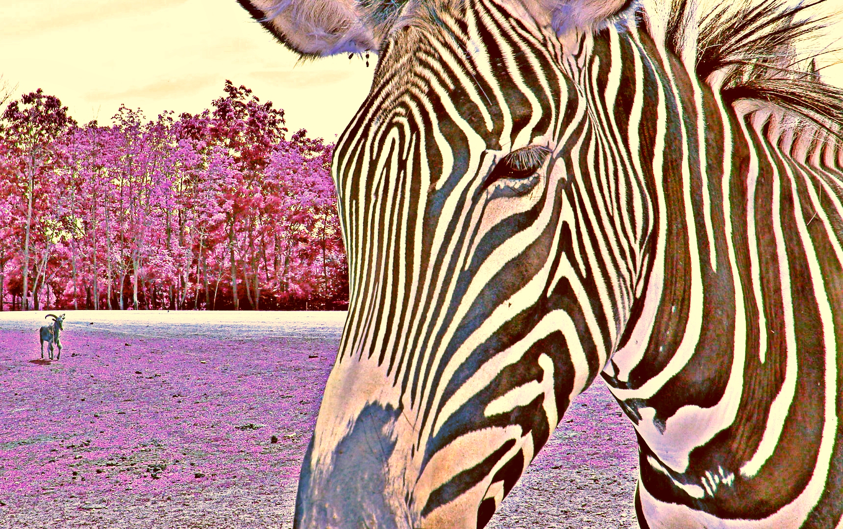 Purple Zebra & No Flipping Way by Mick Ó Seasnáin — image 2 of 2