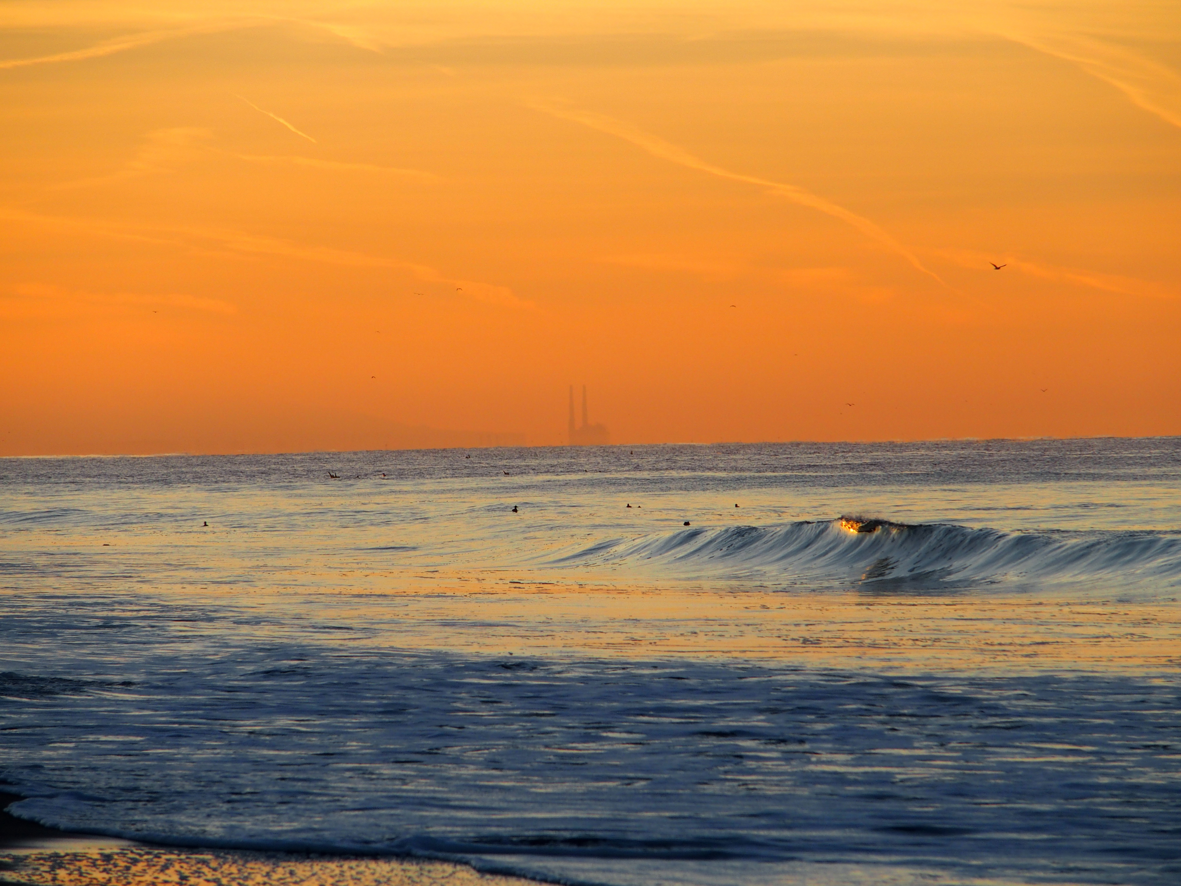 Dandelion Seeds by Sophia Falco — image 5 of 5