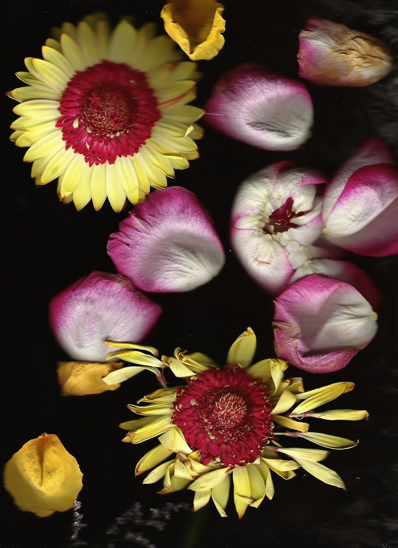 Garden Variety by Jury S. Judge — image 3 of 5