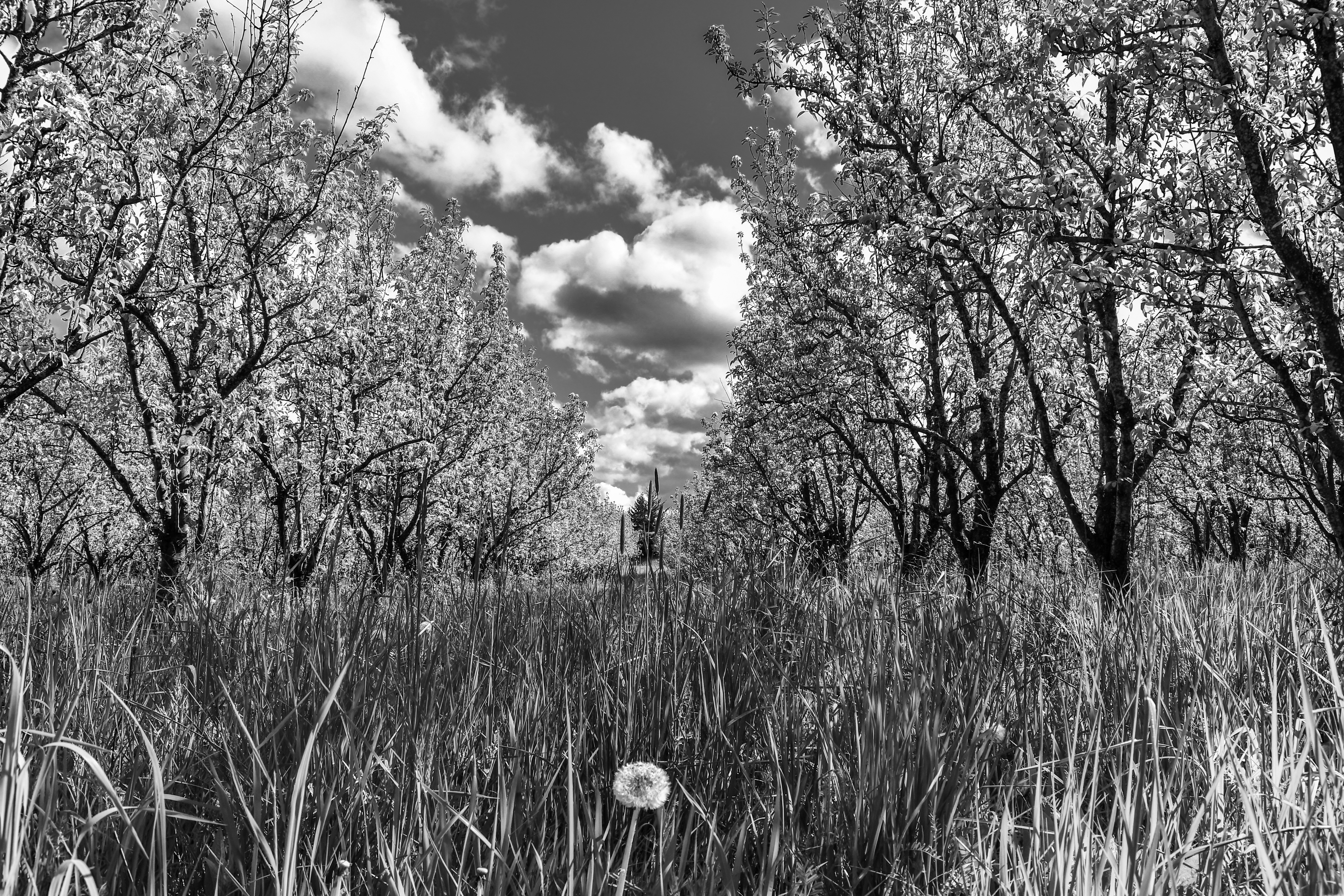 Life in Black & White by Kevin Morris — image 2 of 4