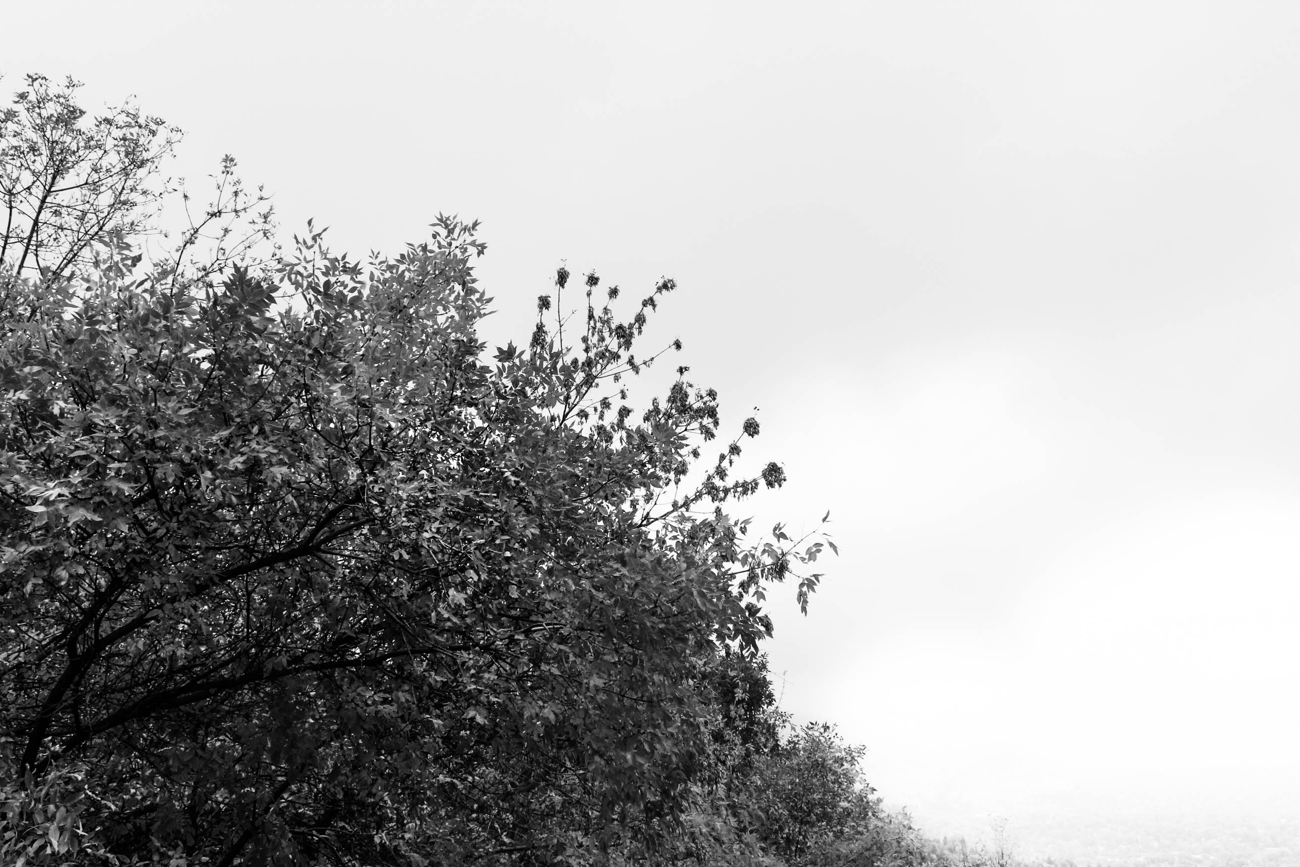 Static Trees by Cameron Alexander — image 3 of 4