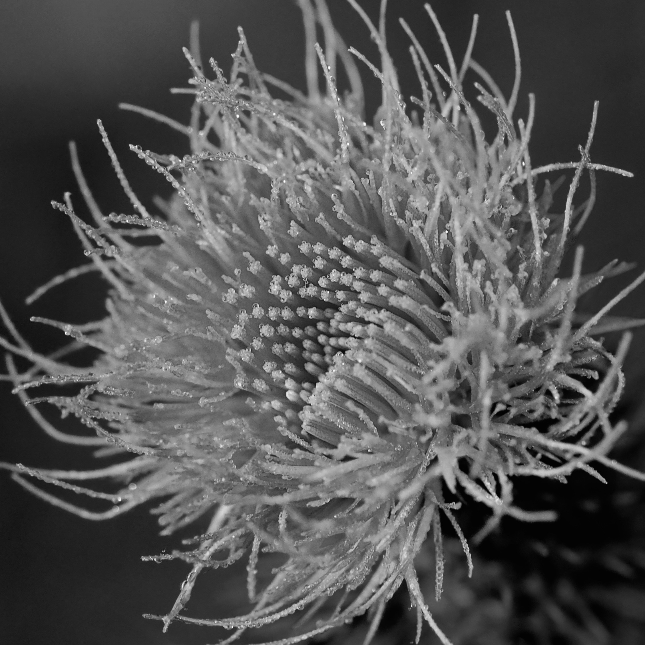 Black and White by Martha Nance — image 3 of 4