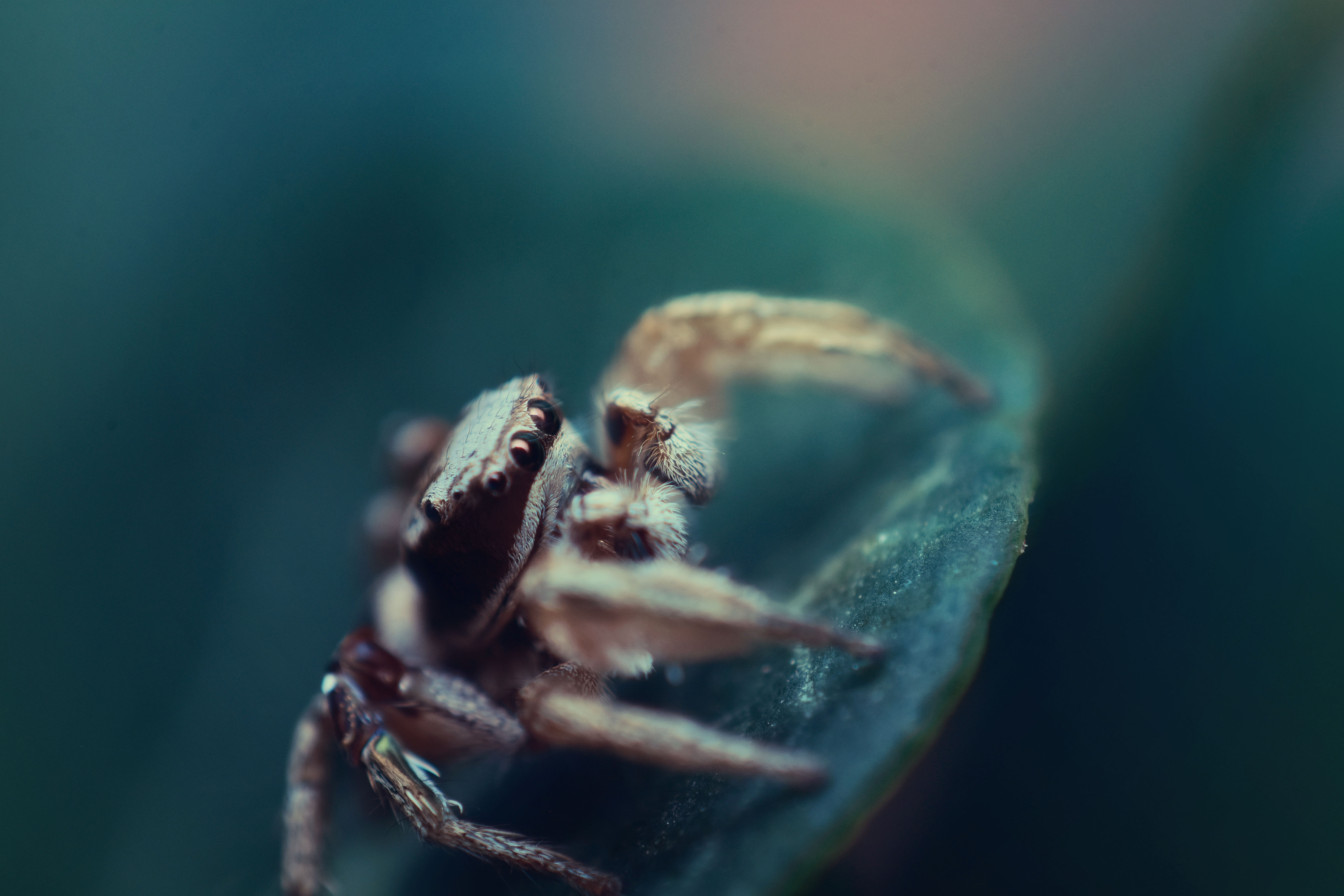 Operiment and more by Anna Martin — image 3 of 6