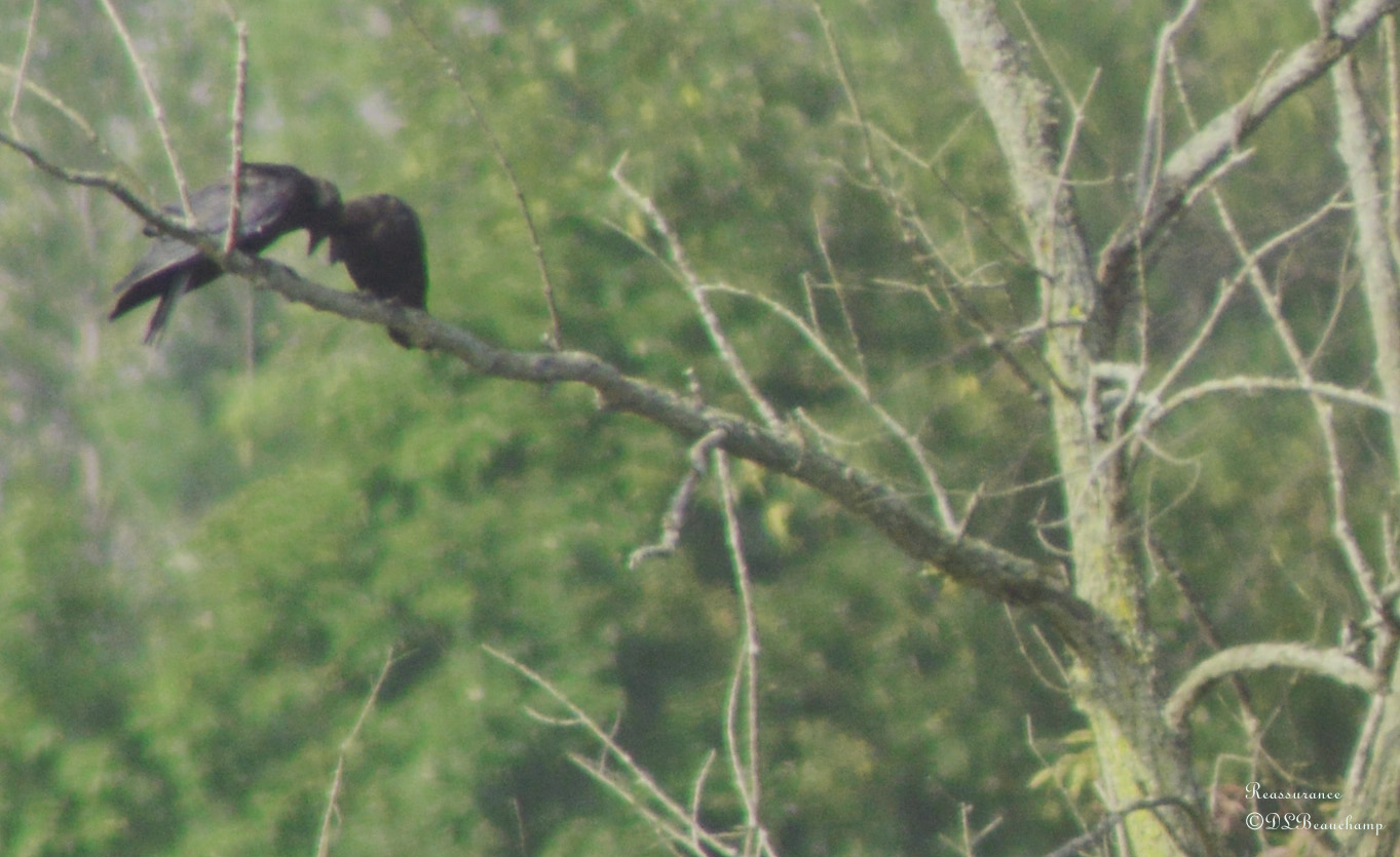 Reflections by Deborah Beauchamp — image 4 of 5