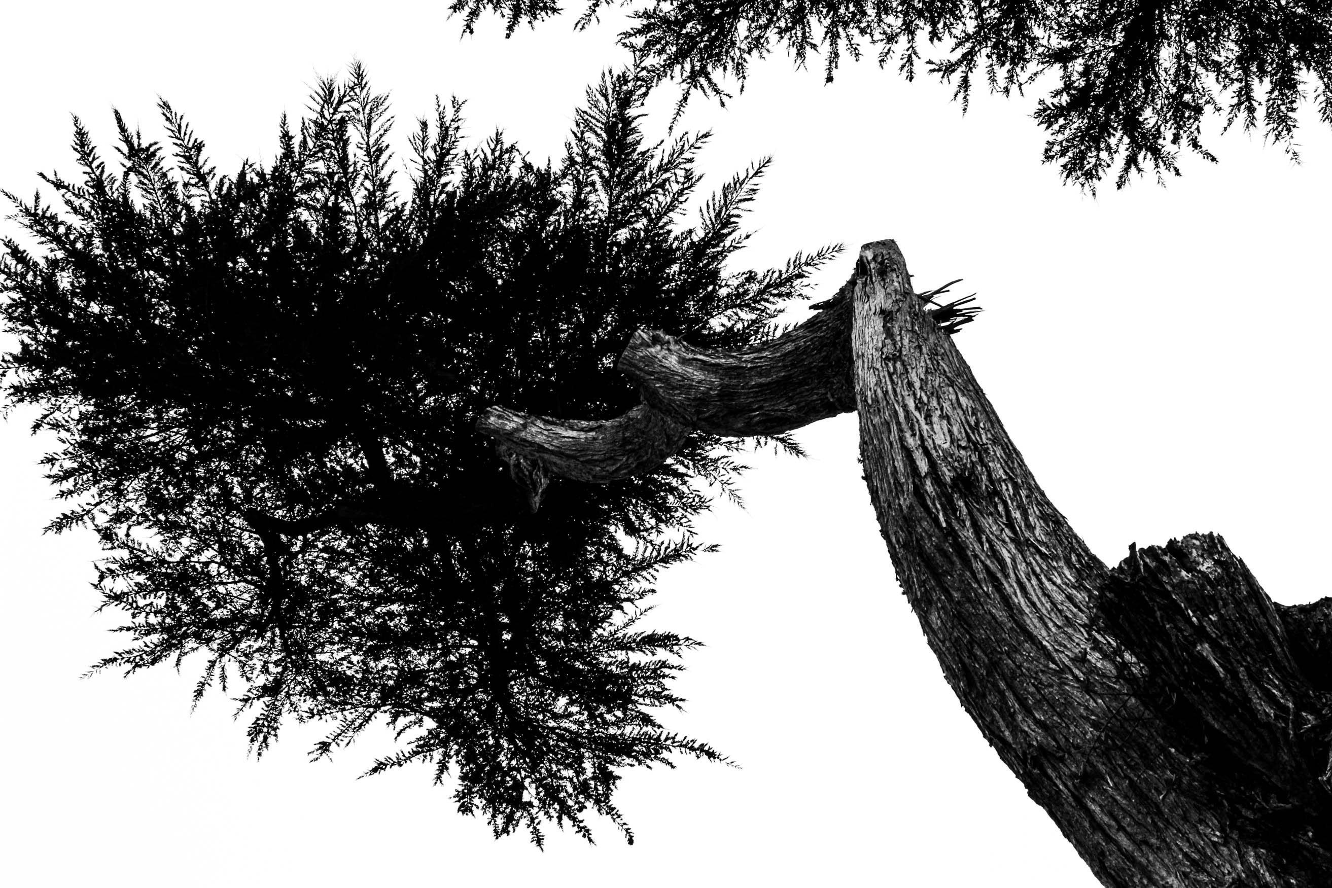 Static Trees by Cameron Alexander — image 4 of 4