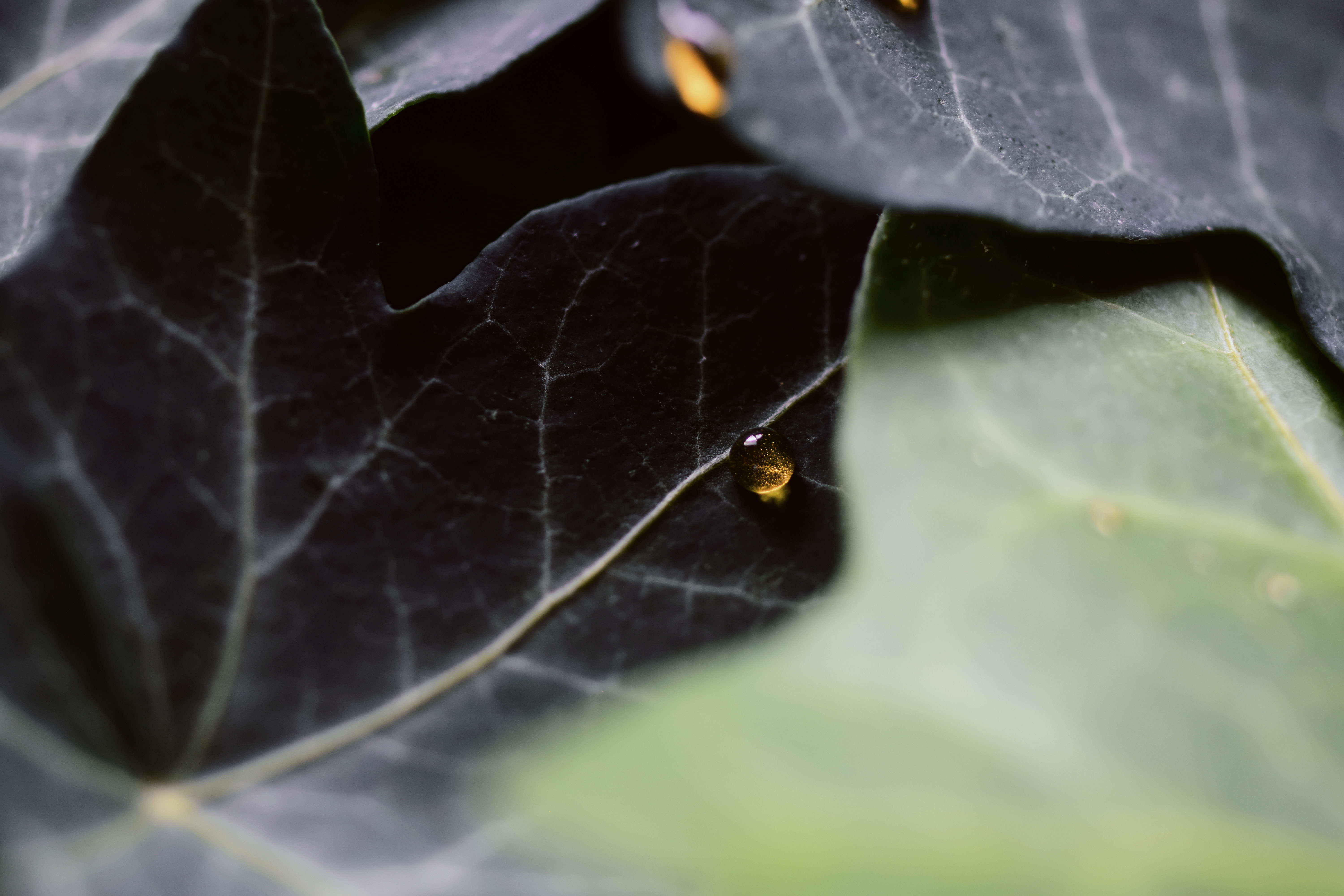 Operiment and more by Anna Martin — image 4 of 6