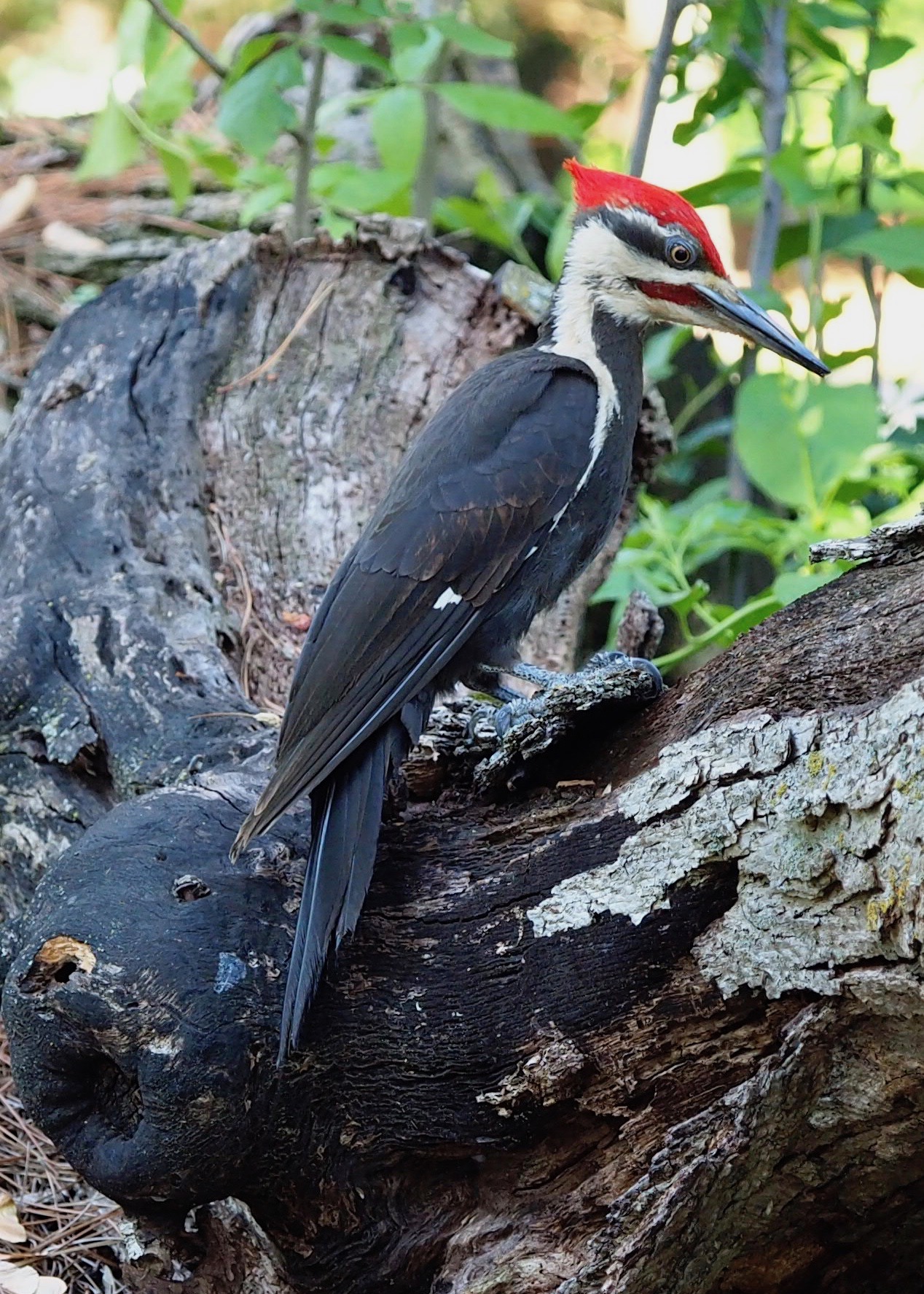 Mayflies Mating in June by Martha Nance — image 5 of 5