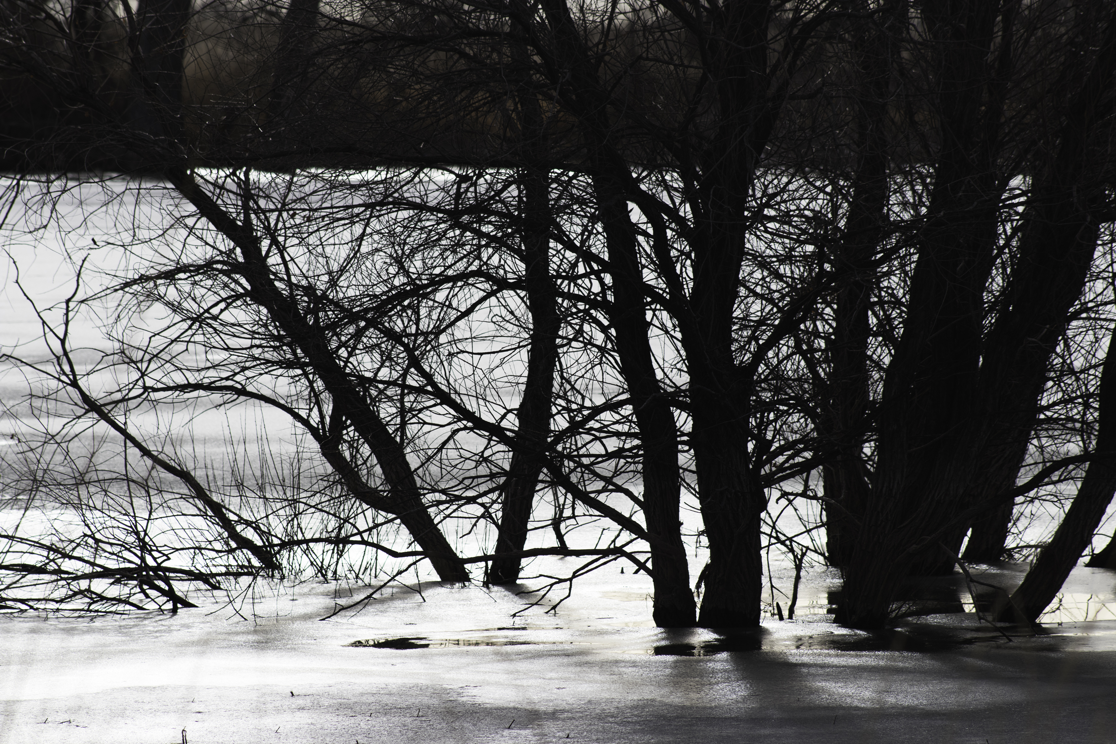 Winter Light by Jennie MacDonald's — image 4 of 5