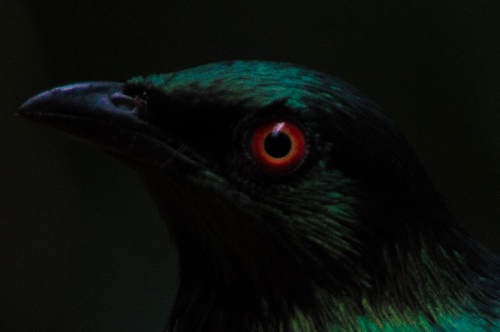 England by Dylan Scillia — image 3 of 5