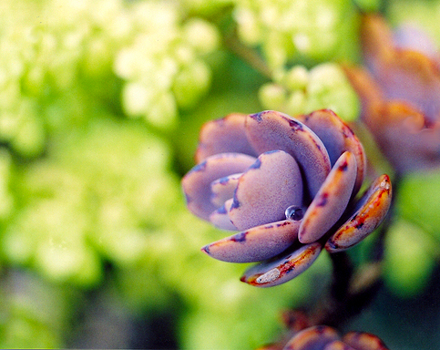 Blossom by Nam — image 3 of 4