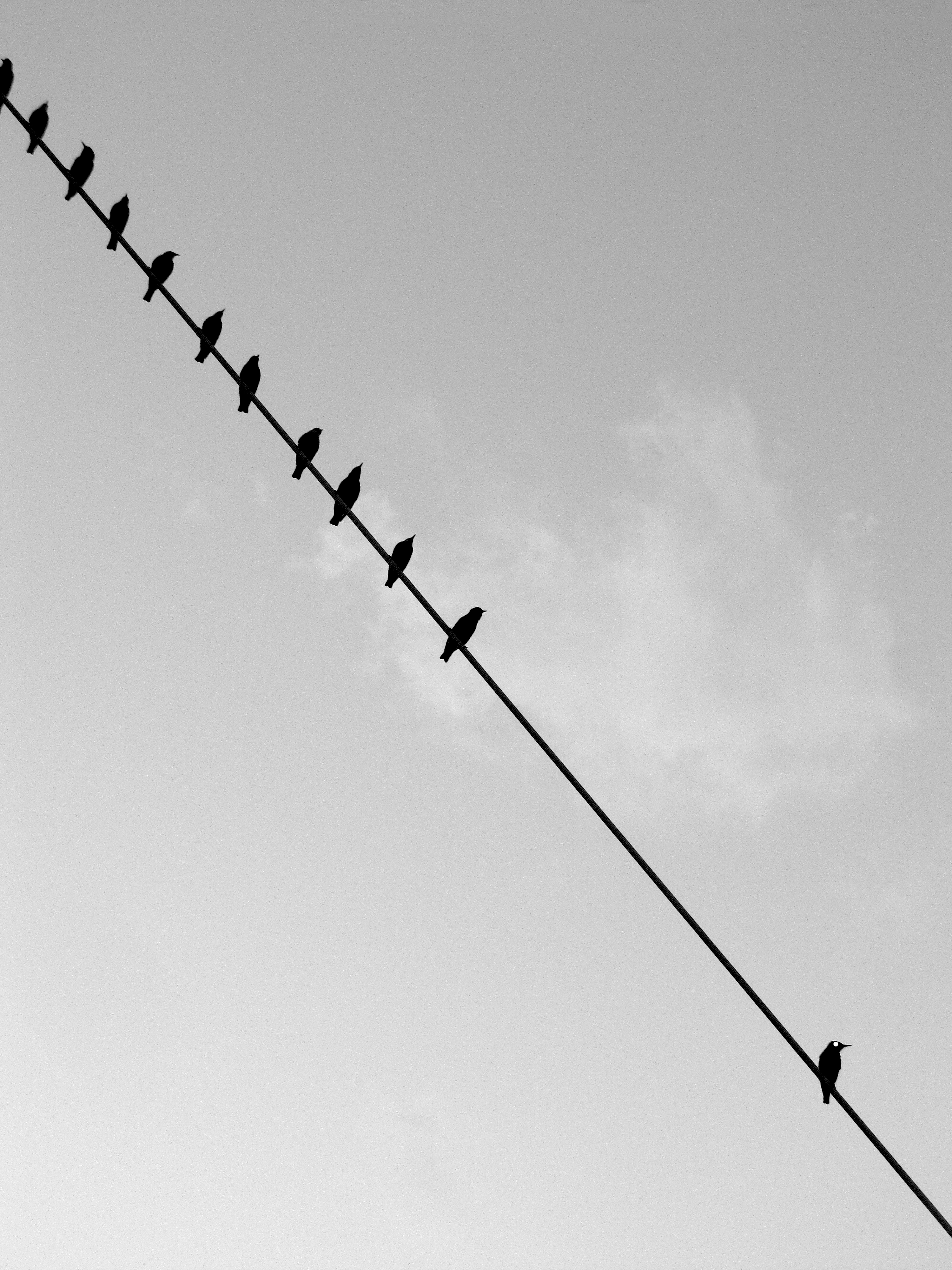 The Birds by Jonathan Brooks — image 3 of 5