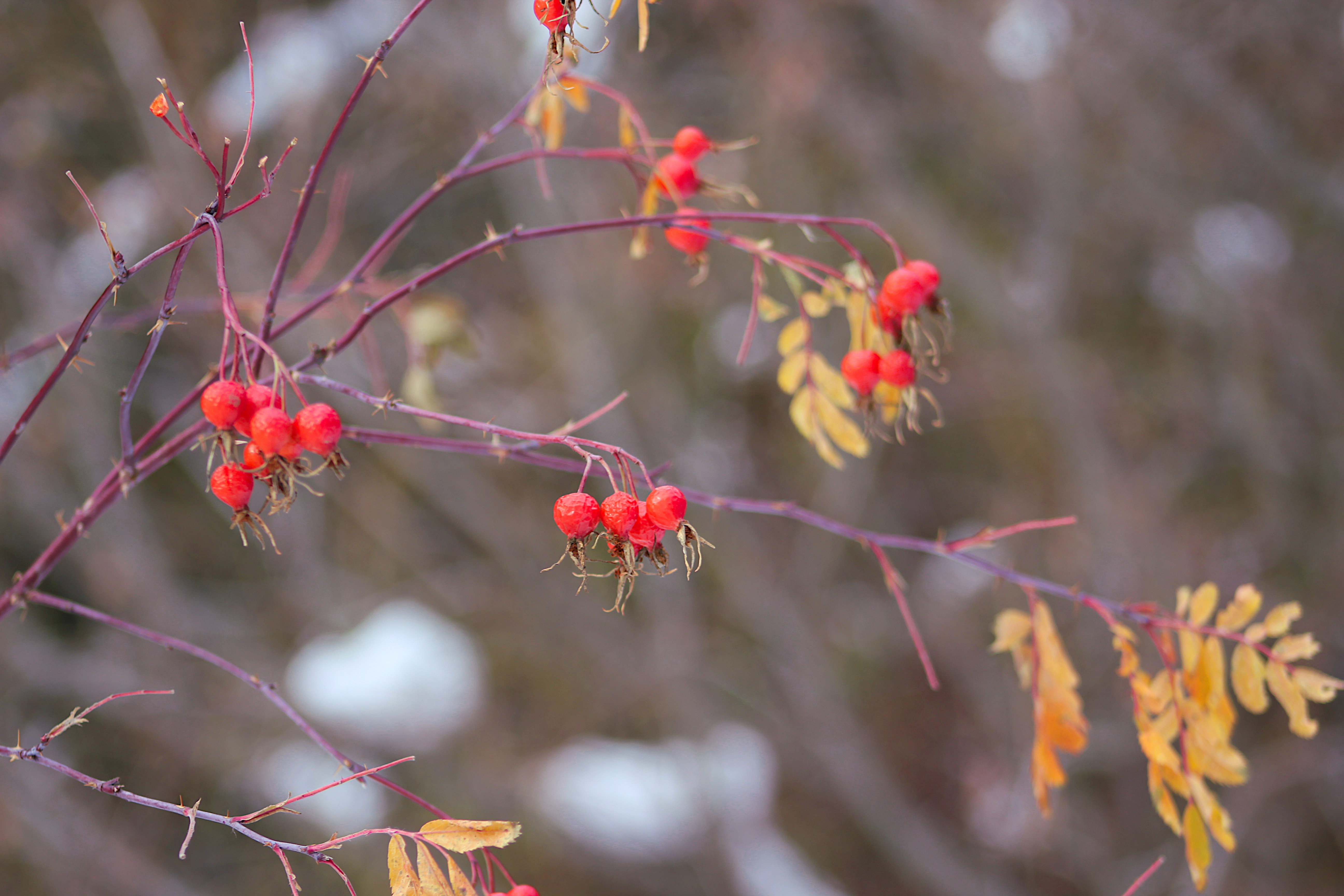 Photography by Corinna German — image 5 of 5