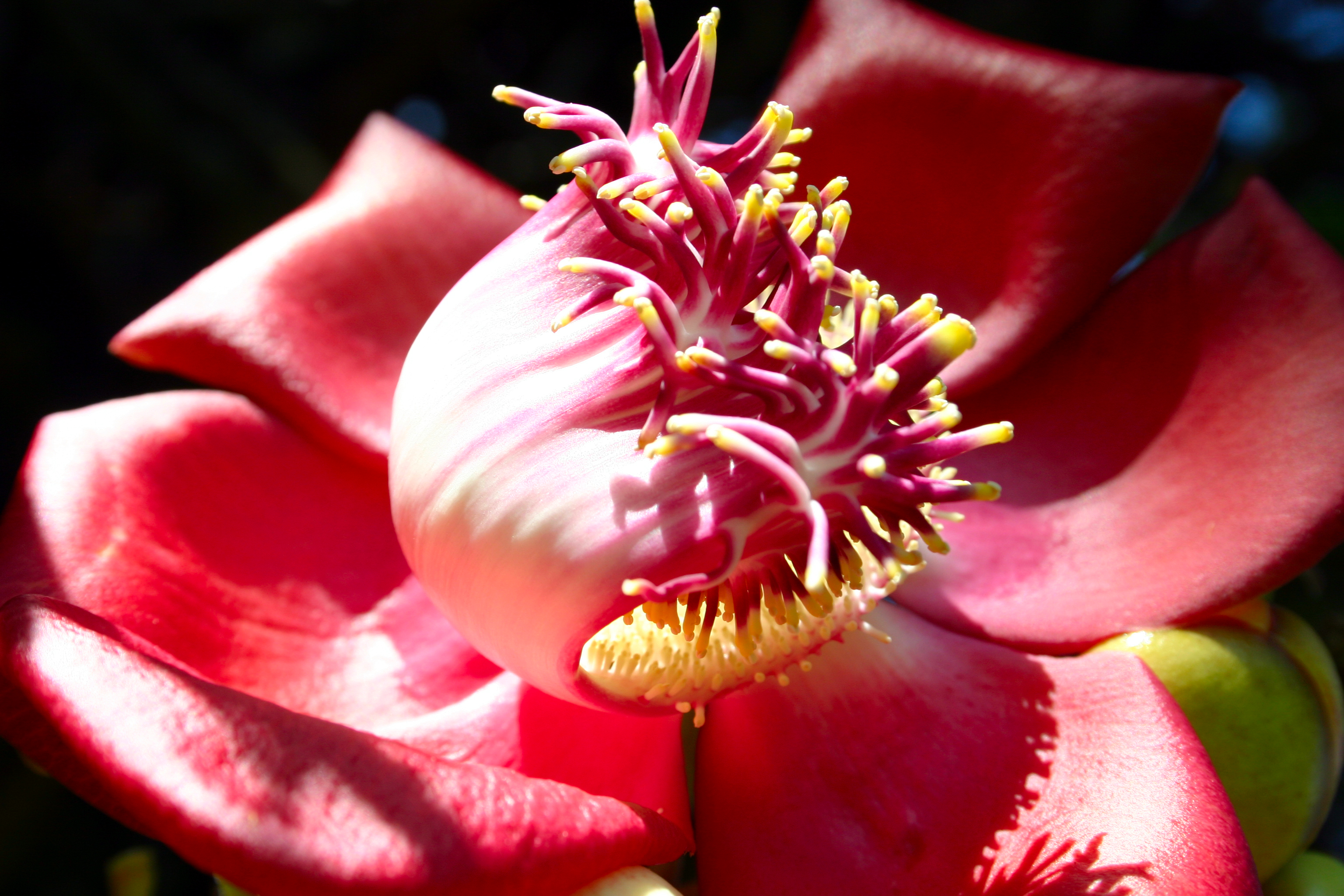 Blossom by Nam — image 4 of 4