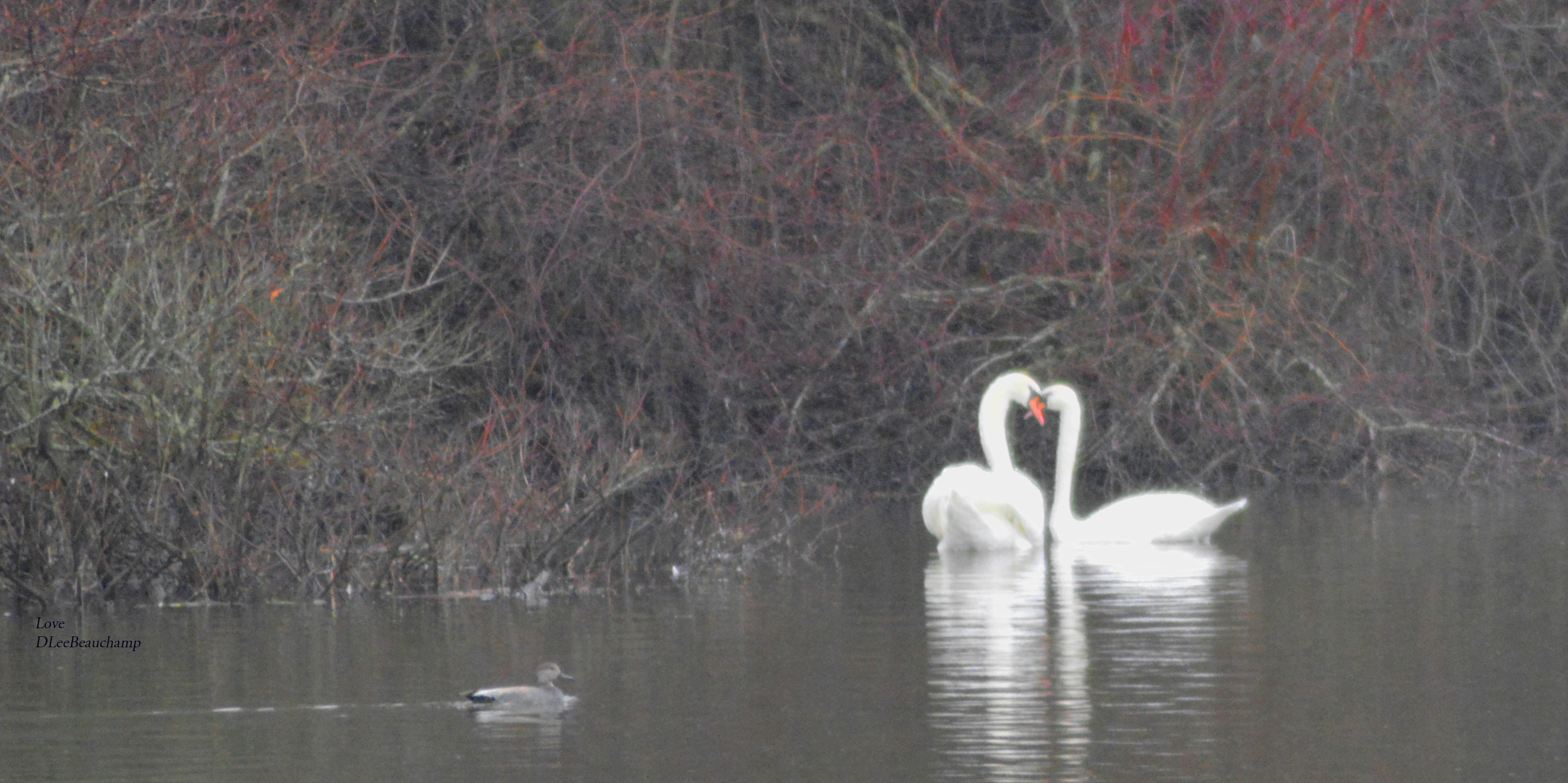 Reflections by Deborah Beauchamp — image 5 of 5