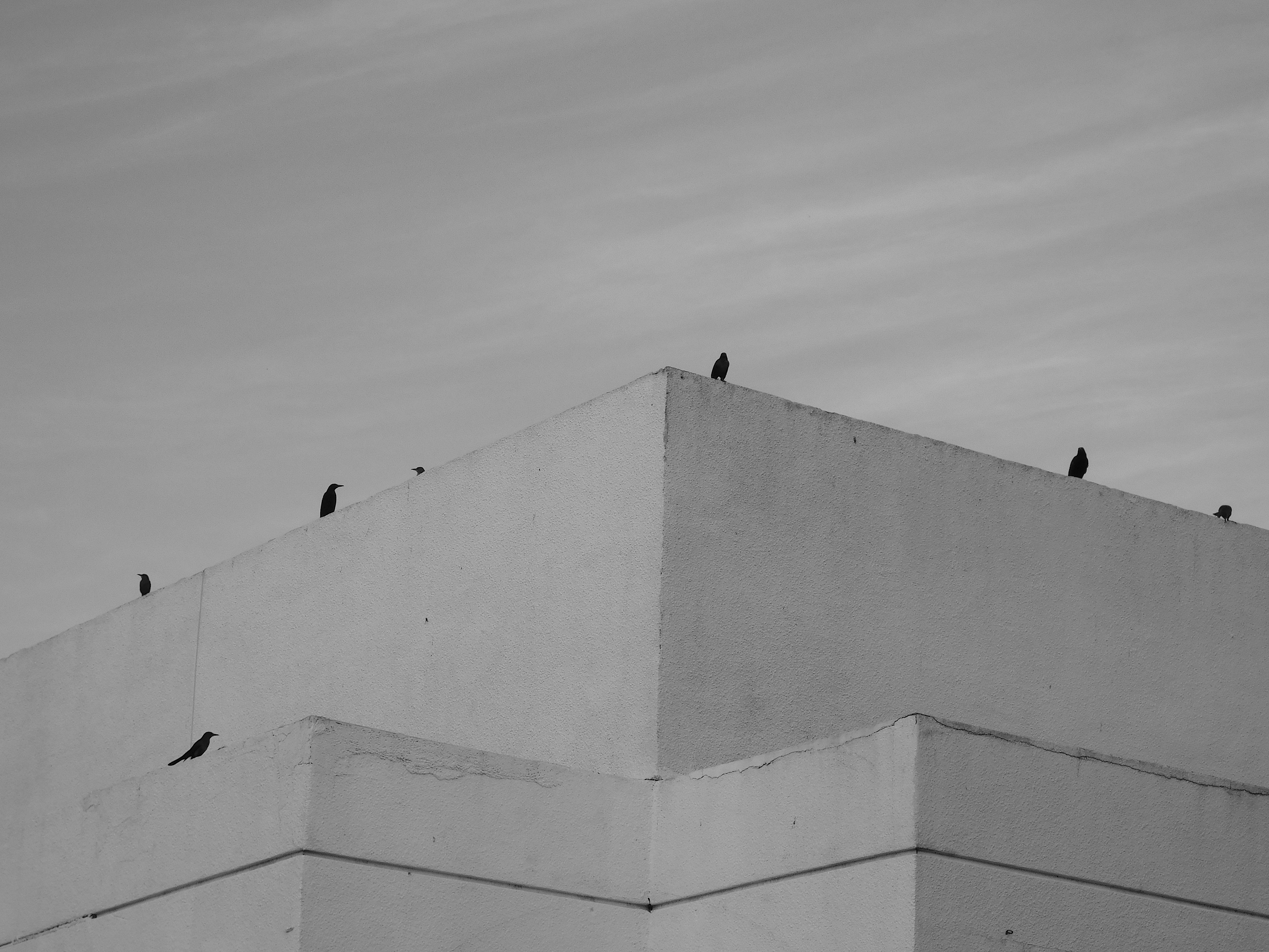 The Birds by Jonathan Brooks — image 4 of 5