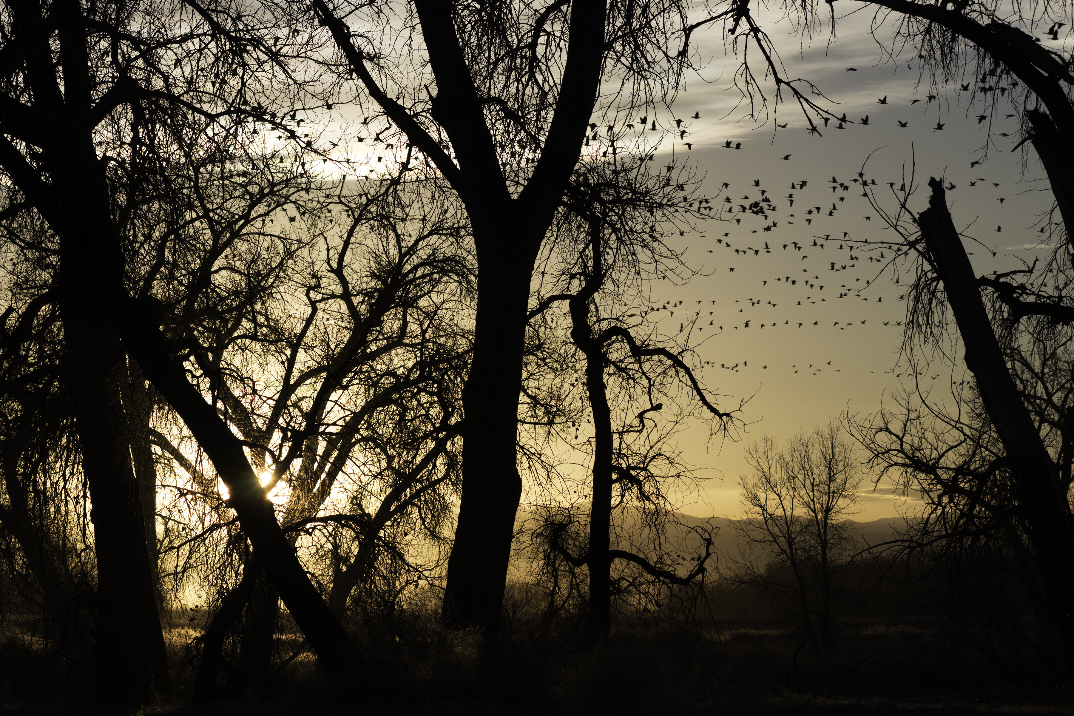 Winter Light by Jennie MacDonald's — image 5 of 5